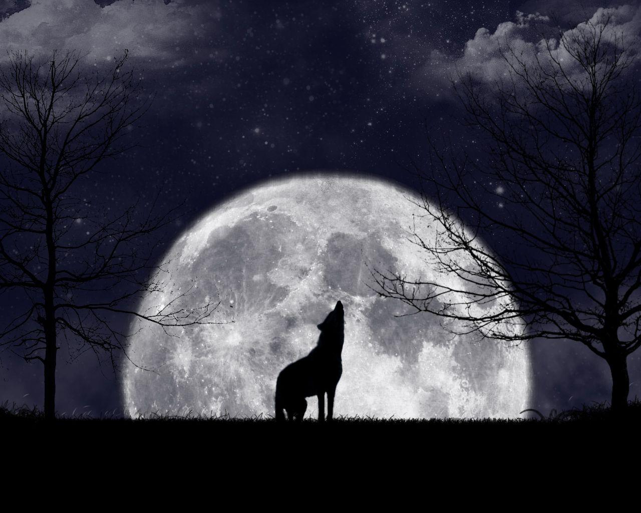 The Lone Wolf Howling At Moon Wallpapers Top Free The Lone Wolf Howling At Moon Backgrounds