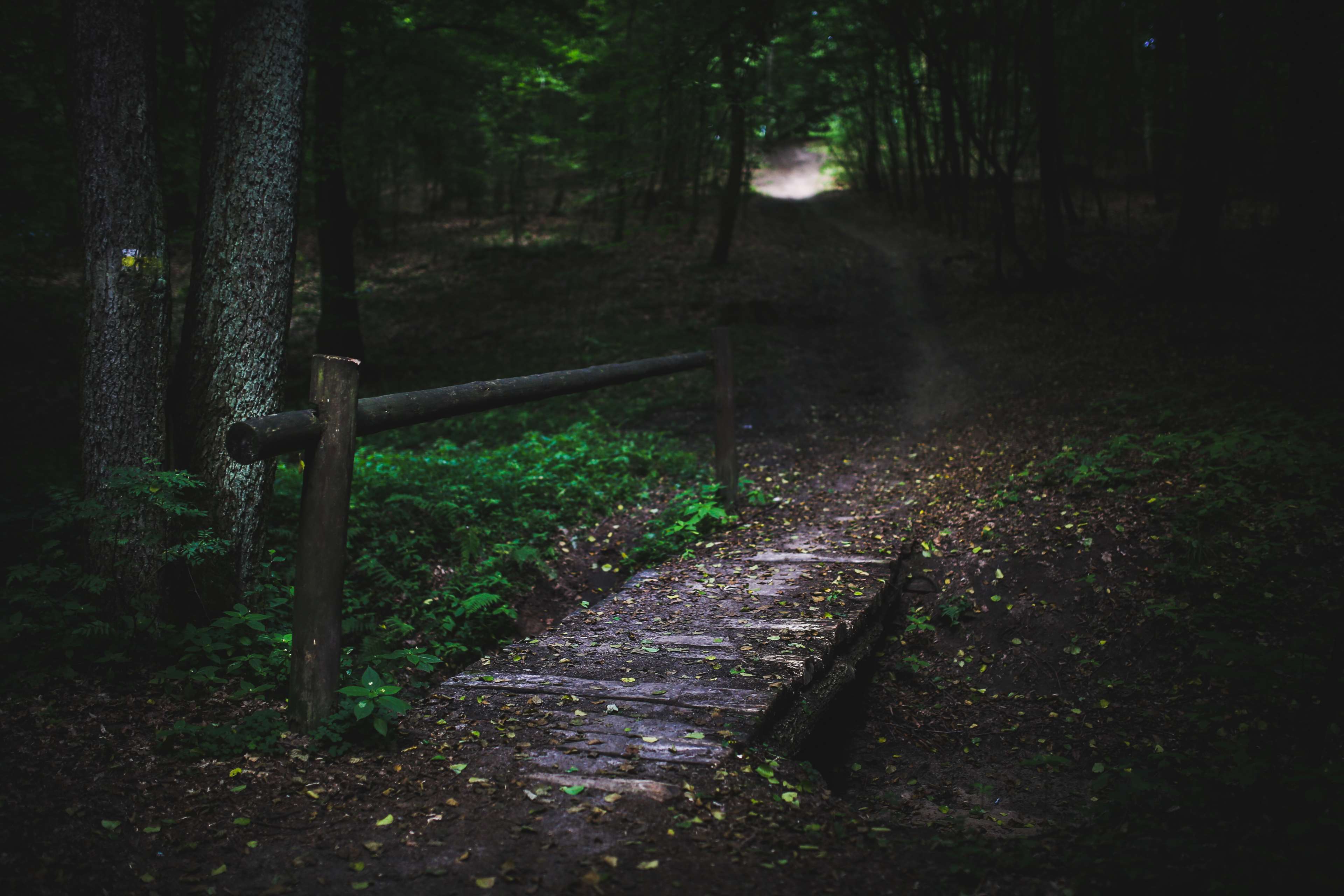 3840x2560 dark, footbridge, forest, mystical, nature, path, route, trees, way, wood 4k wallpaper