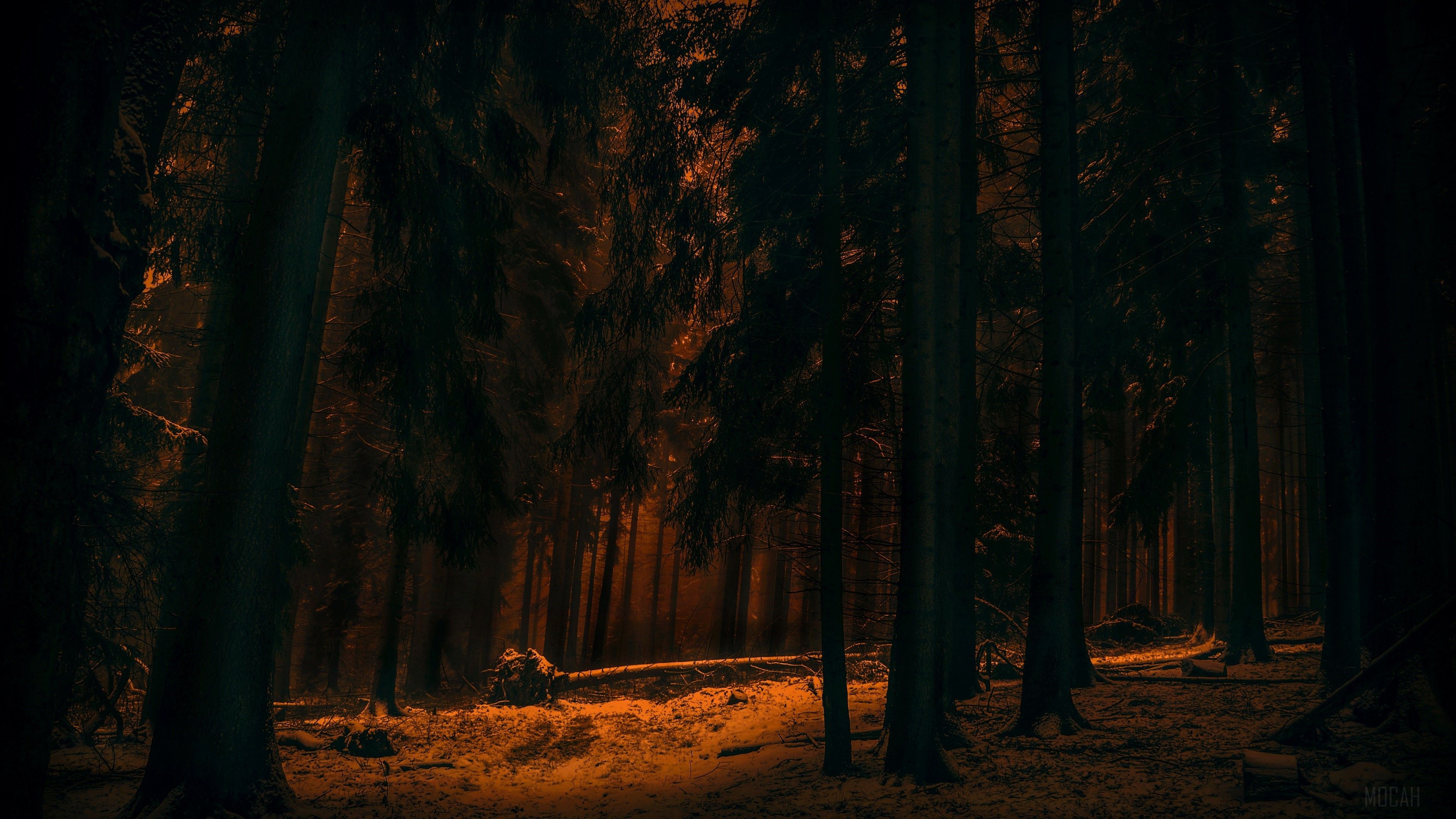 3840x2160 Dark, Forest, Nature, Tree, Winter 4k Gallery HD Wallpaper