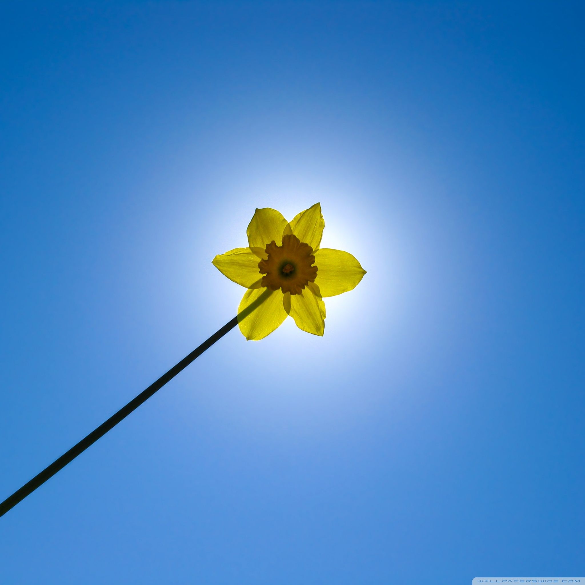 2048x2048 My Magic Wand Ultra HD Desktop Background Wallpaper for 4K UHD TV : Widescreen & UltraWide Desktop & Laptop : Multi Display, Dual Monitor : Tablet