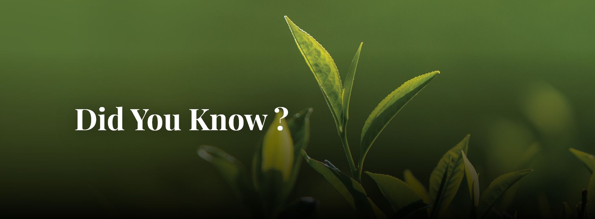 1920x708 Dilmah Tea Information And Why Ceylon Tea. Facts Of Tea