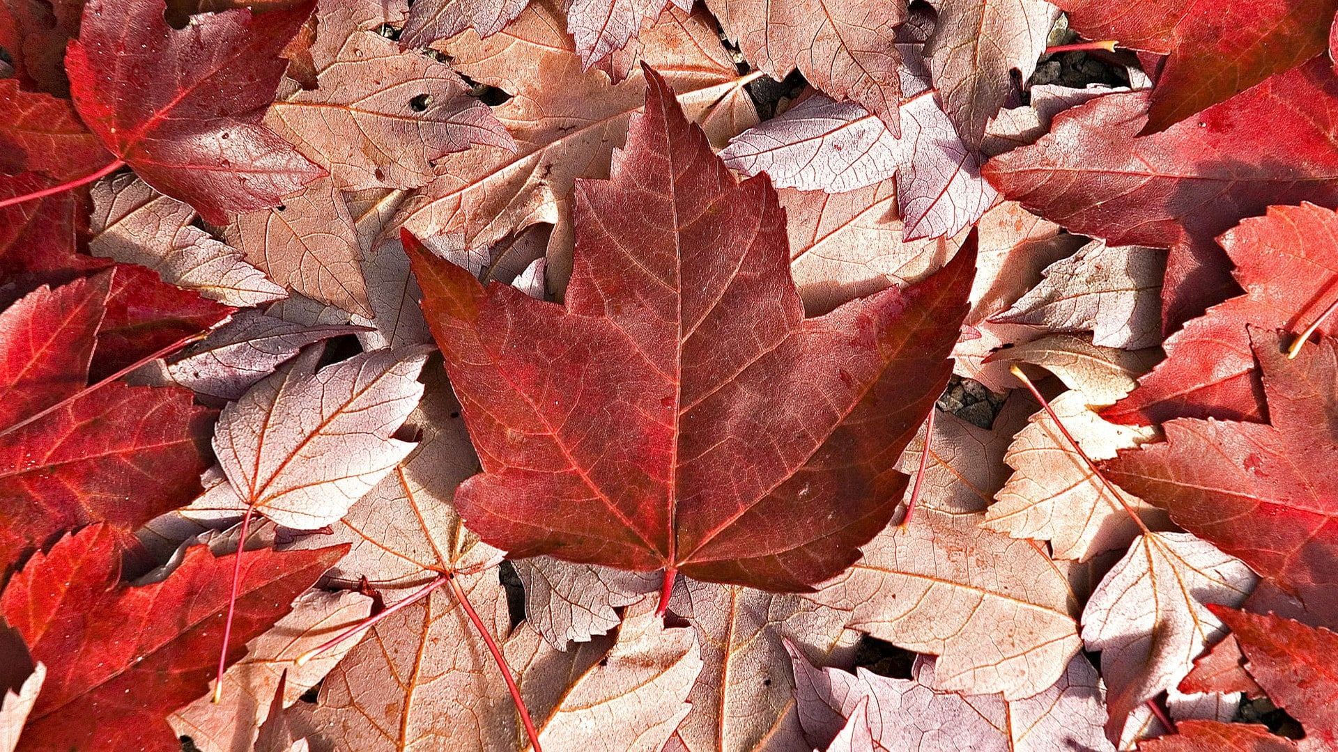 1920x1080 Wallpaper / orange color, Canada, natural condition, nature, fall, falling, leaves, maple leaf, fragility, no people, change, dry, red, outdoors, autumn collection free download