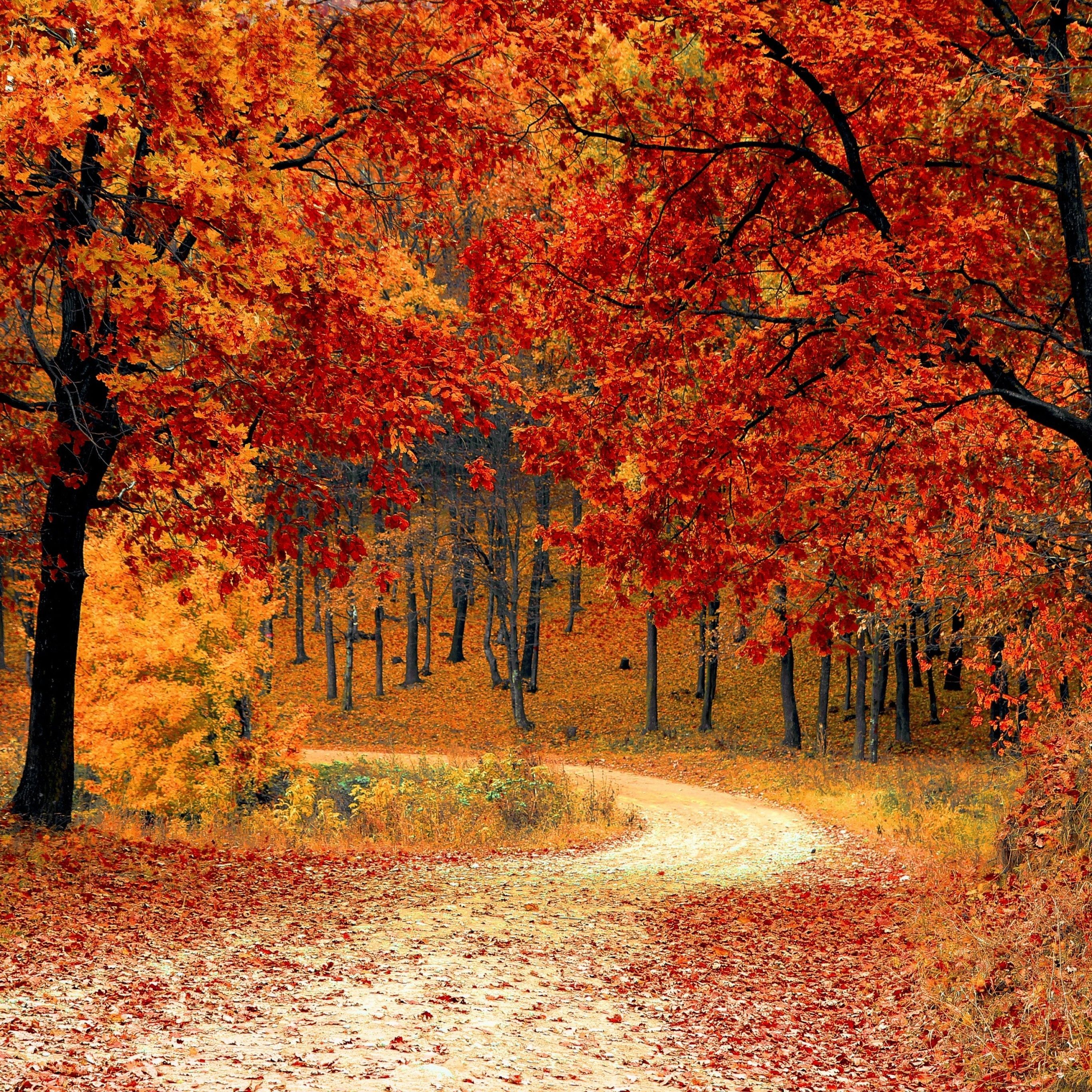 2732x2732 Autumn Wallpaper 4K, Red leaves, Forest, Pathway