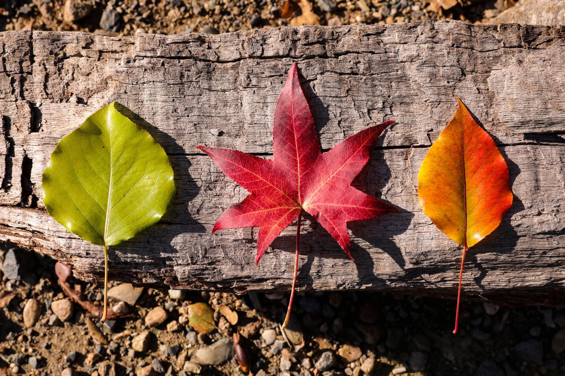 1920x1280 Download Different Rustic Fall Leaves Wallpaper