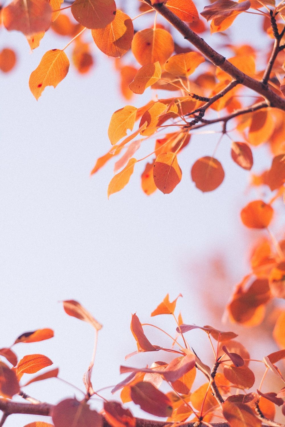 1000x1500 Autumn Wallpaper: Free HD Download [HQ]