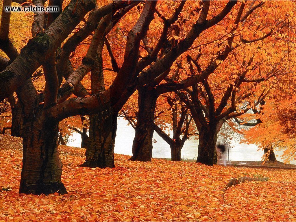 1024x768 Autumn Toronto Wallpaper