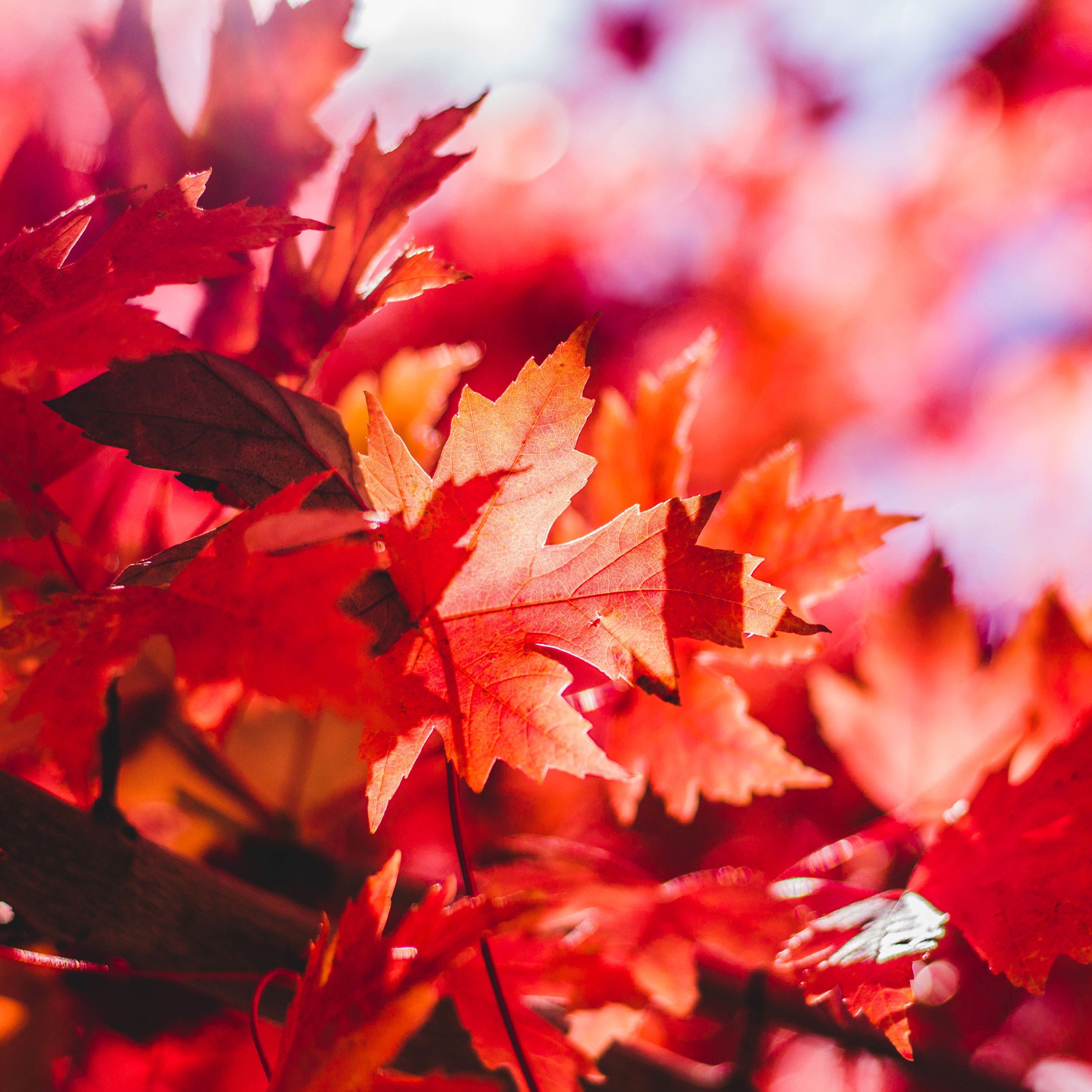 2732x2732 Maple Leaf Flower Red Fall Autumn Nature Wallpaper