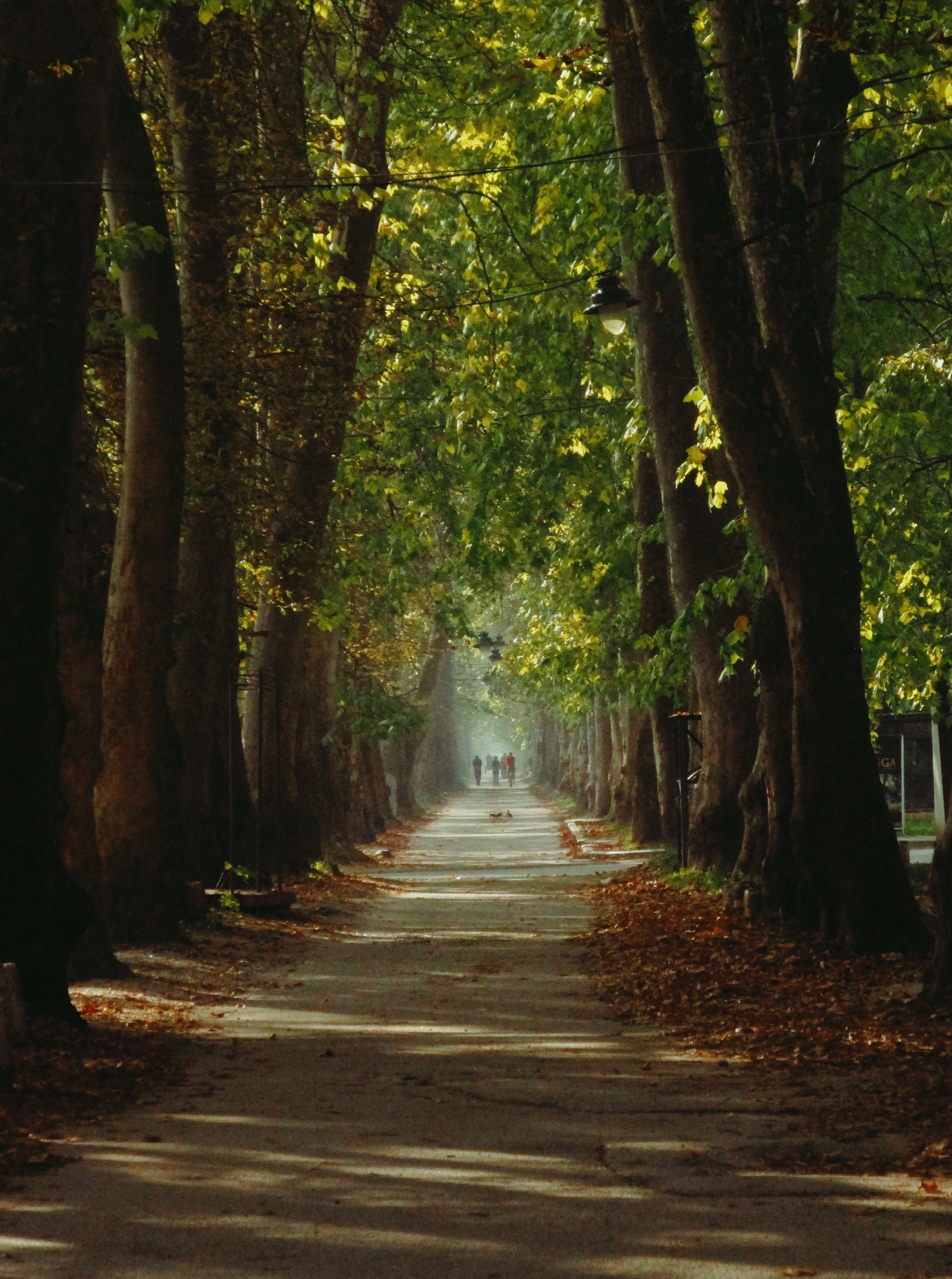 3153x4235 Tree Lined Road Photo, Download The BEST Free Tree Lined Road & HD Image