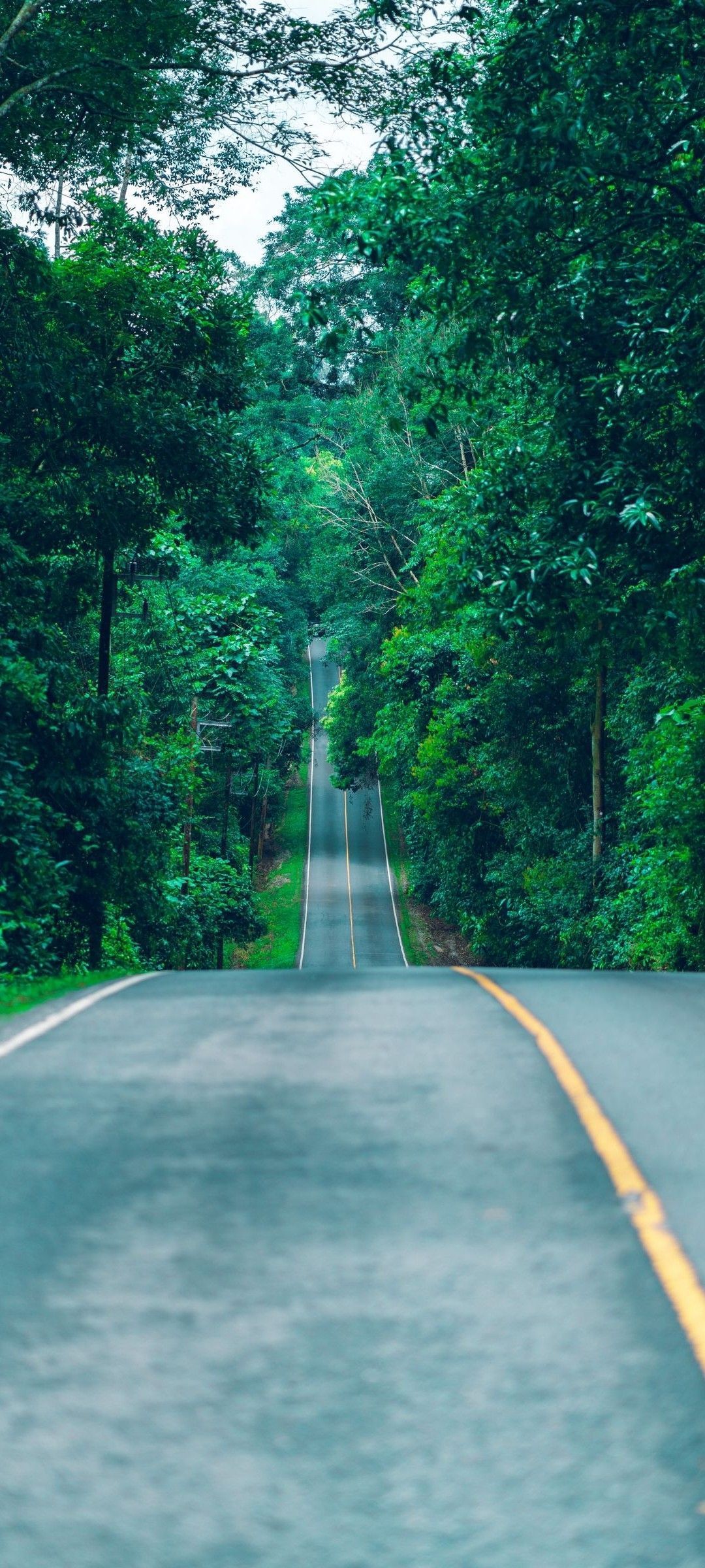 1080x2400 Green Trees Road