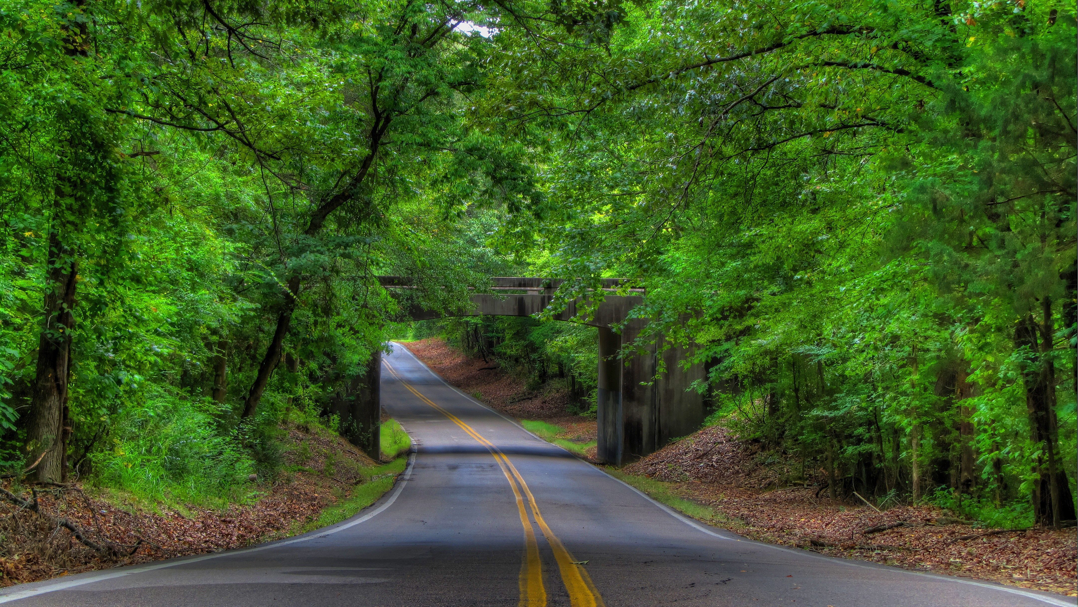 4320x2432 Tree Lined Road