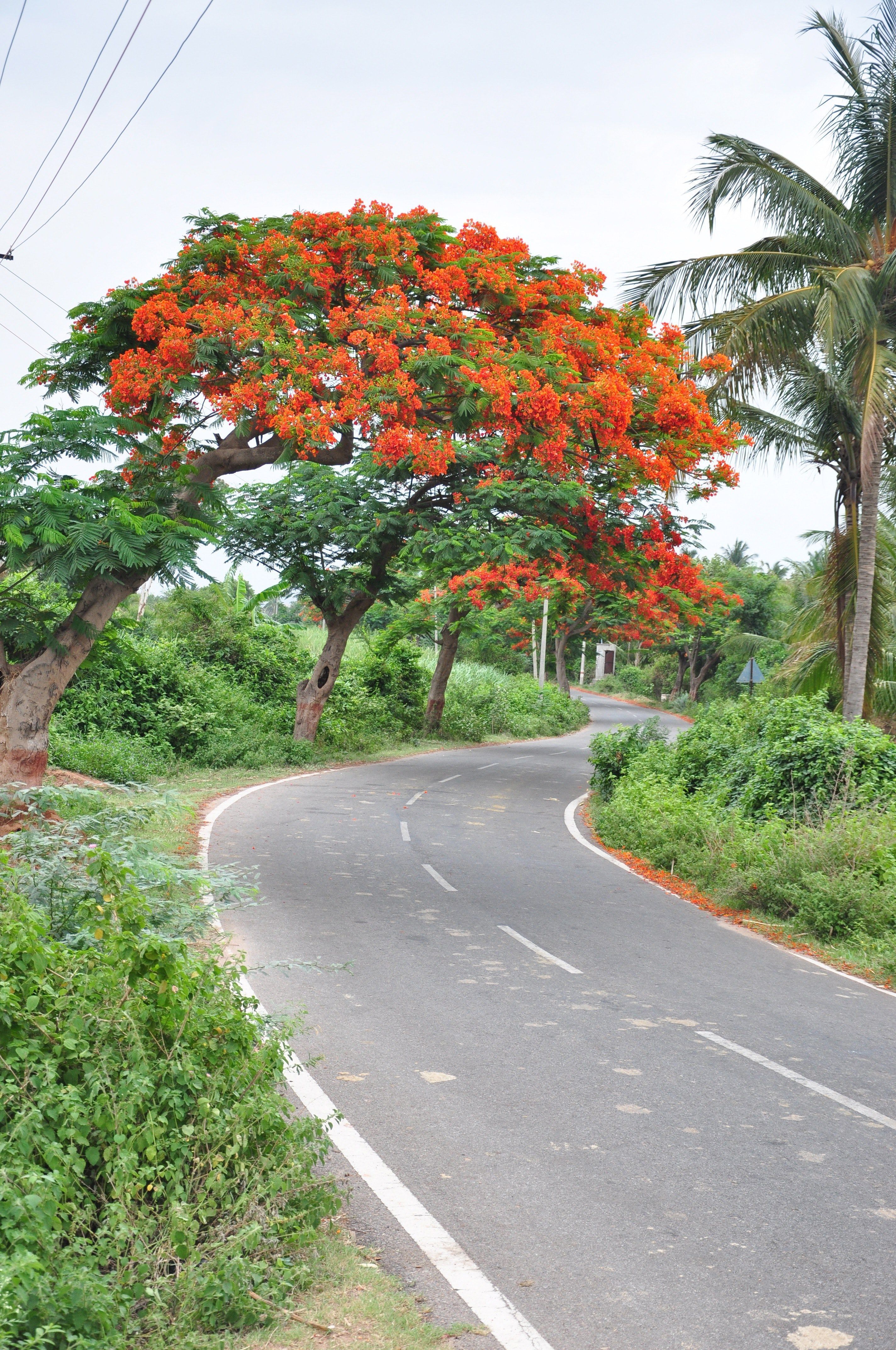 2848x4288 Wallpaper / road nature and tree HD 4k wallpaper free download