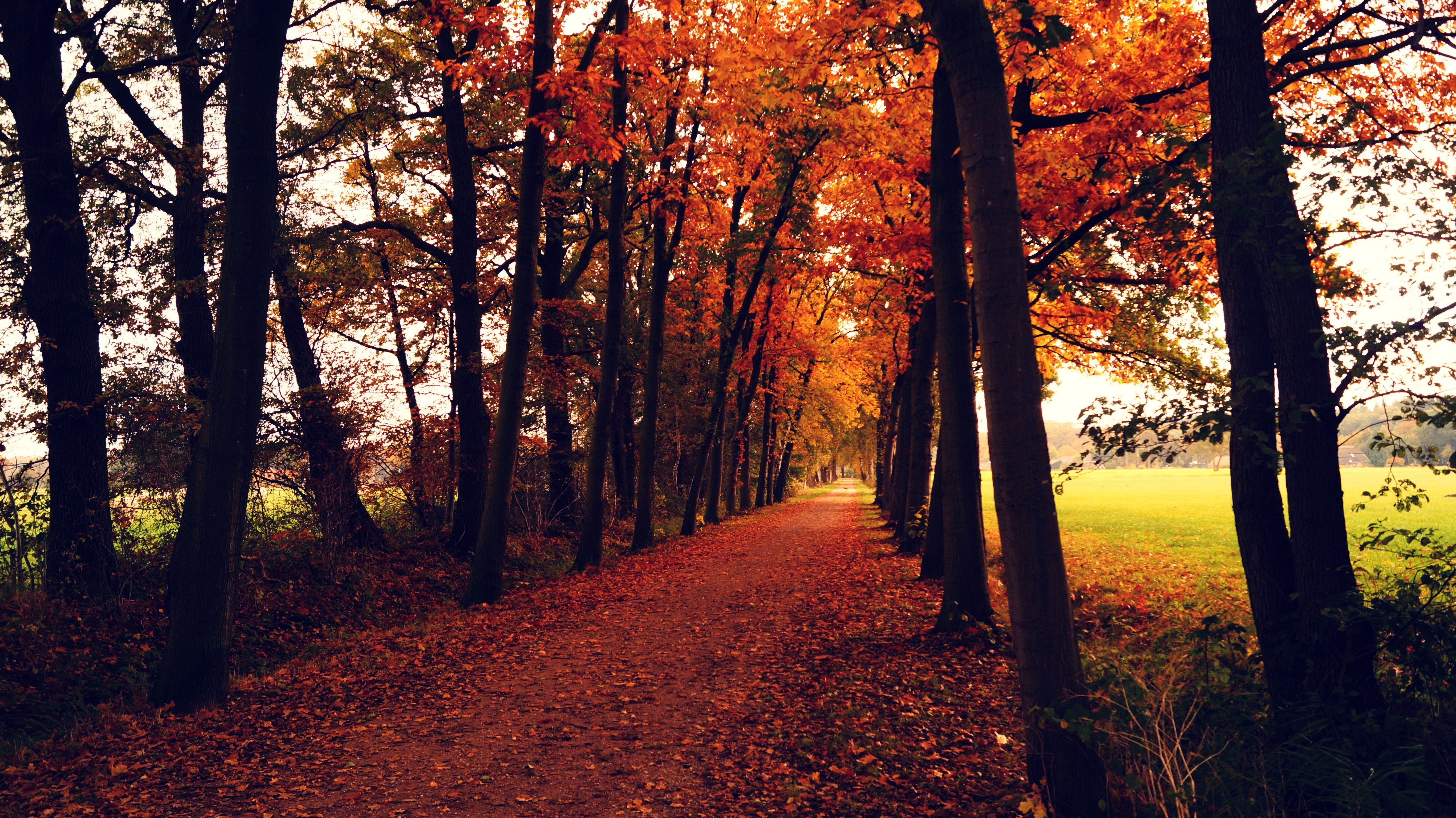 5456x3064 Tree Lined Road Photo, Download The BEST Free Tree Lined Road & HD Image