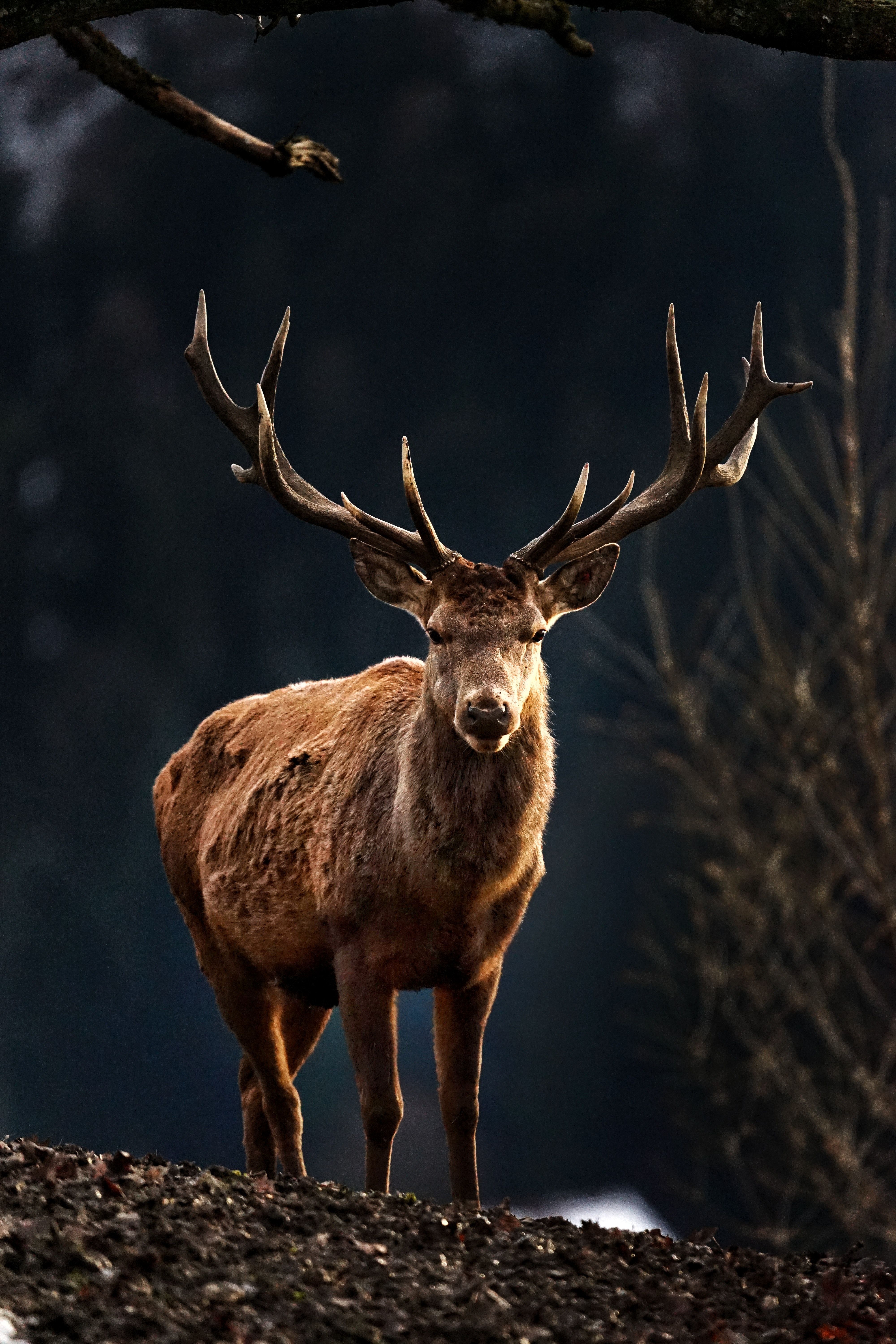 4000x6000 Red Deer Photo, Download The BEST Free Red Deer & HD Image