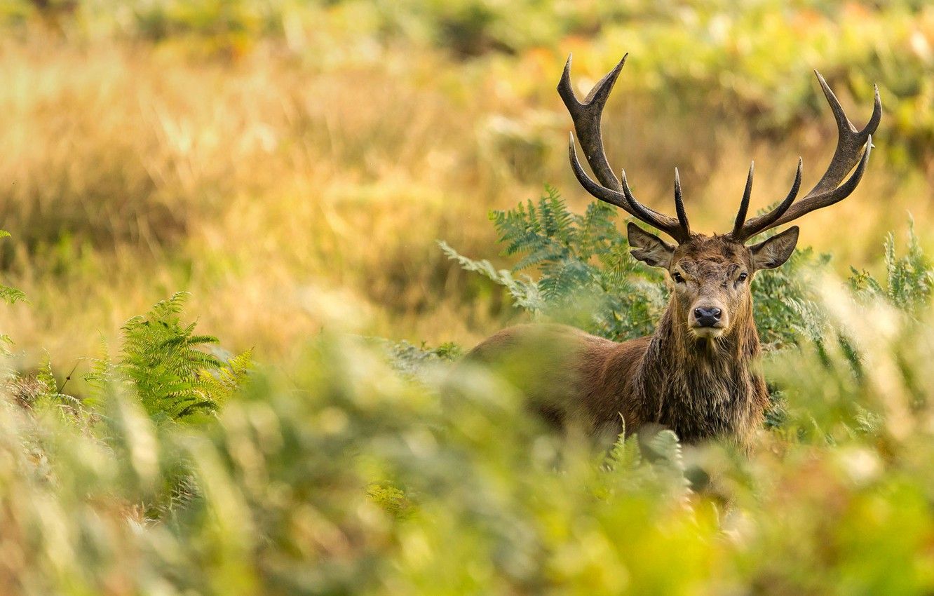 Red Deer Wallpapers - Top Free Red Deer Backgrounds - WallpaperAccess