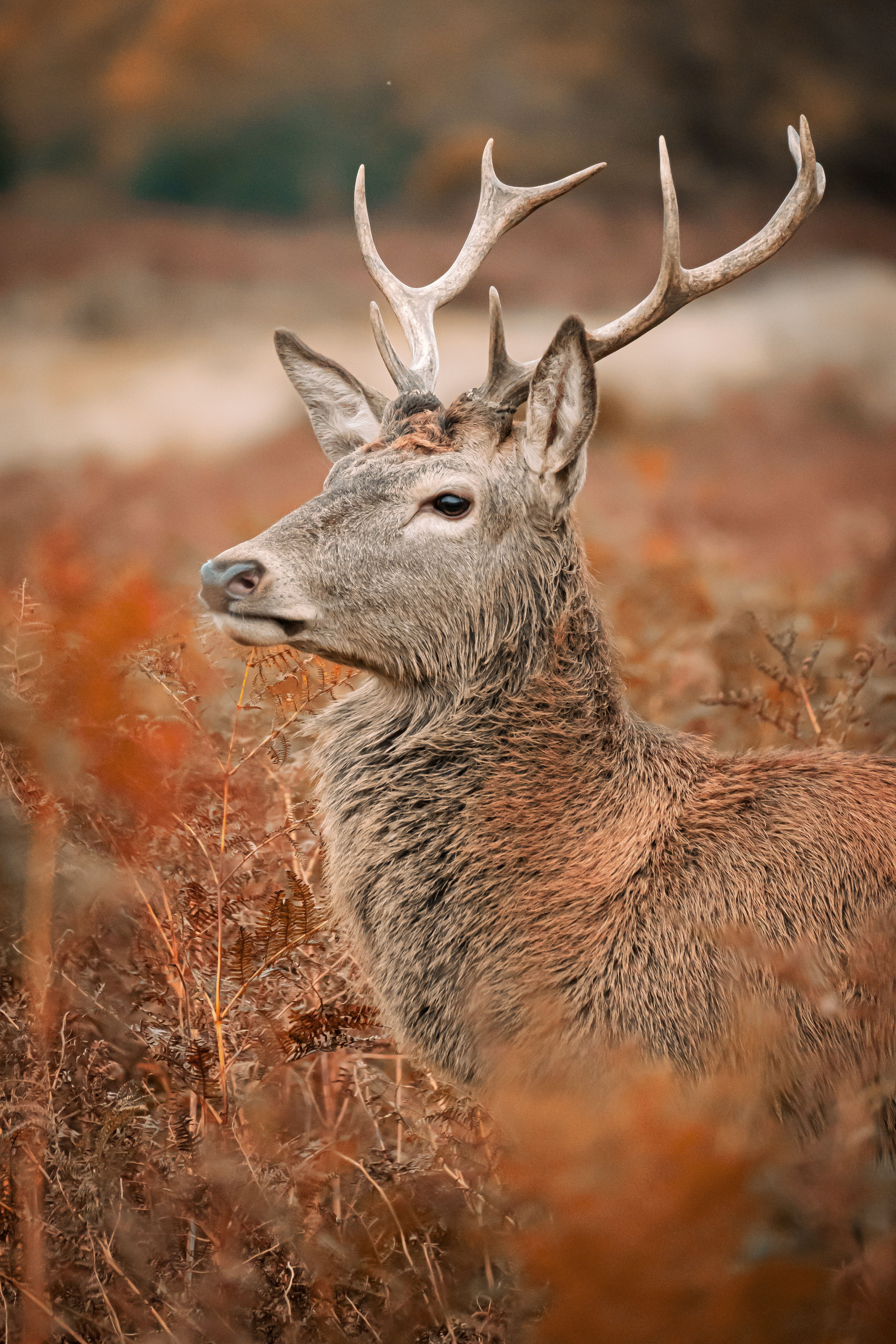 3882x5823 Red Deer Photo, Download The BEST Free Red Deer & HD Image