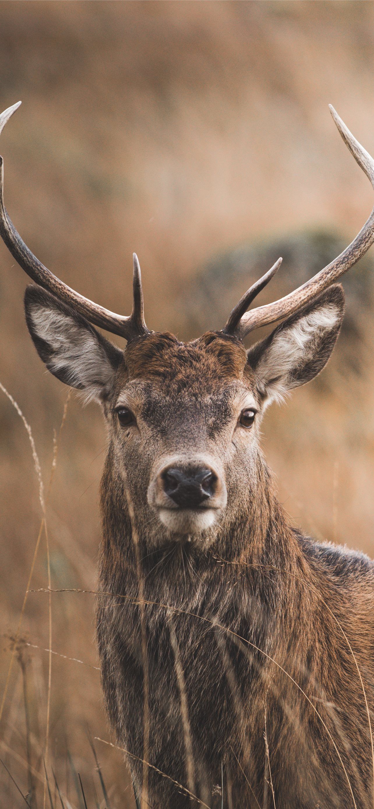Red Deer Wallpapers Top Free Red Deer Backgrounds WallpaperAccess Red Deer Wallpapers Top Free Red Deer Backgrounds WallpaperAccess