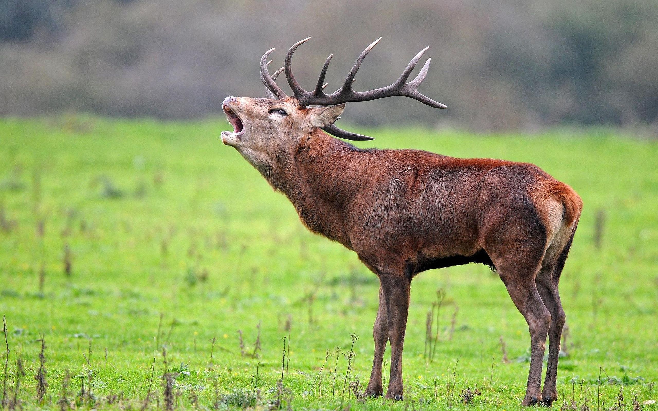 2560x1600 Animal Red Deer HD Wallpaper