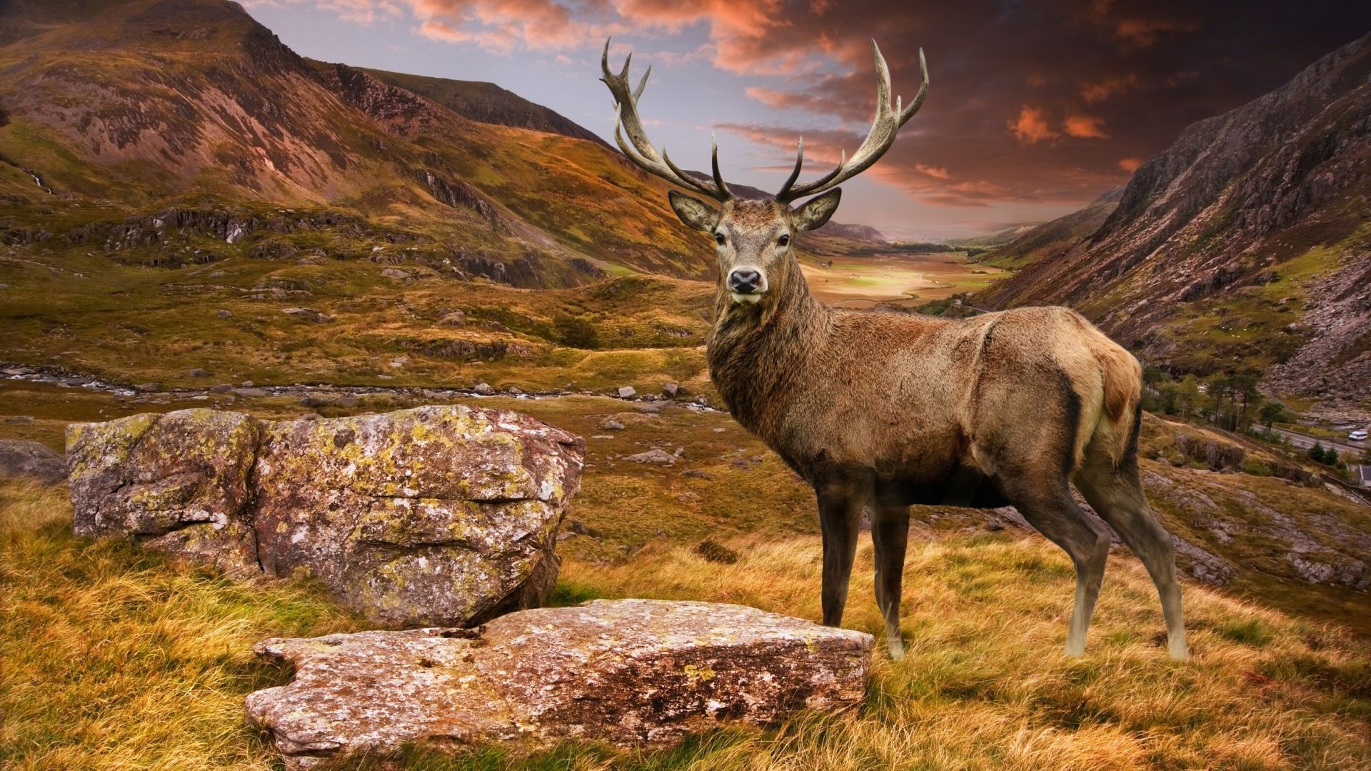 Red Deer Wallpapers - Top Free Red Deer Backgrounds - WallpaperAccess