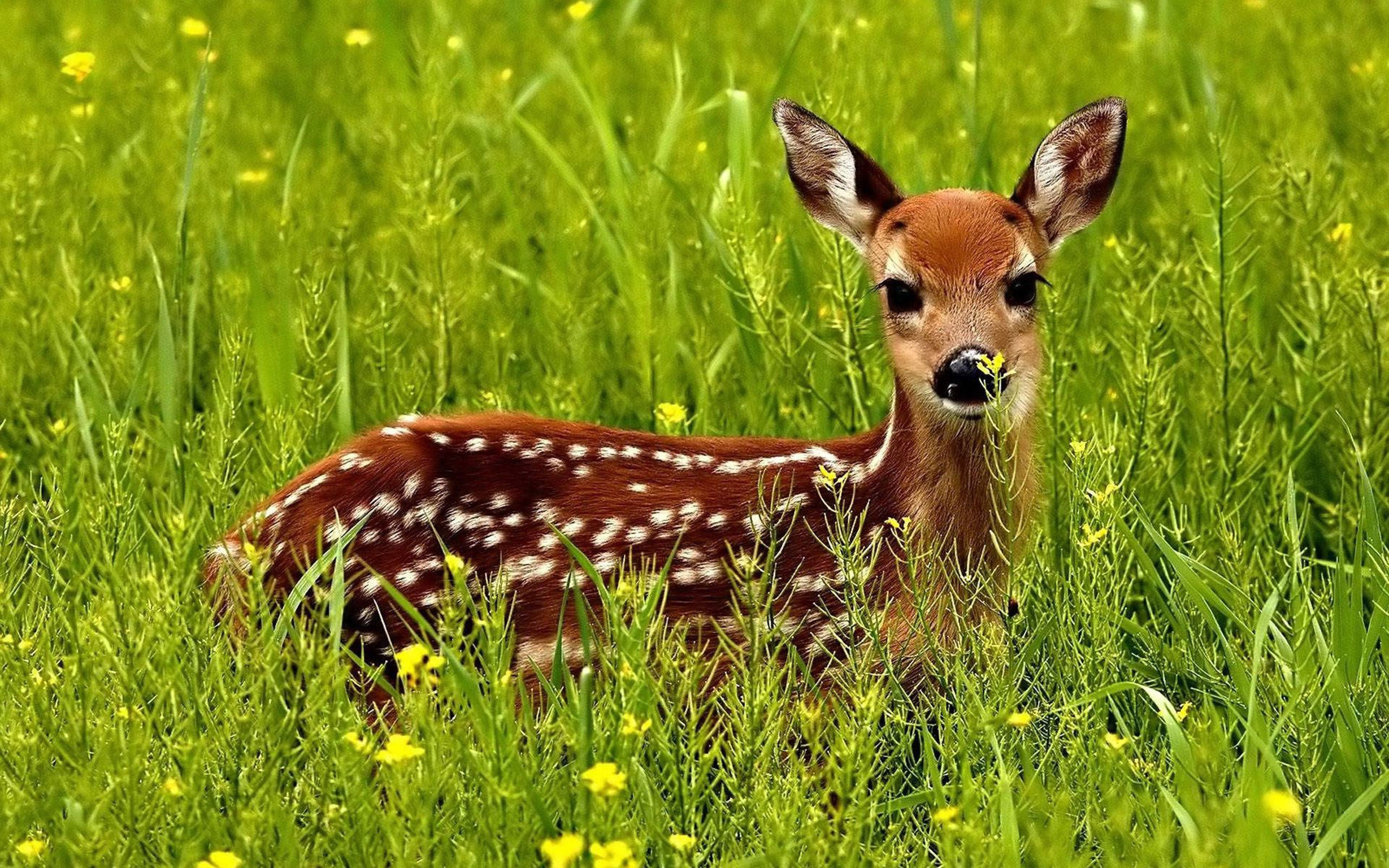 3840x2400 Cute Little Red Deer In A Green Grass Desktop Wallpaper HD 3840x2400 :