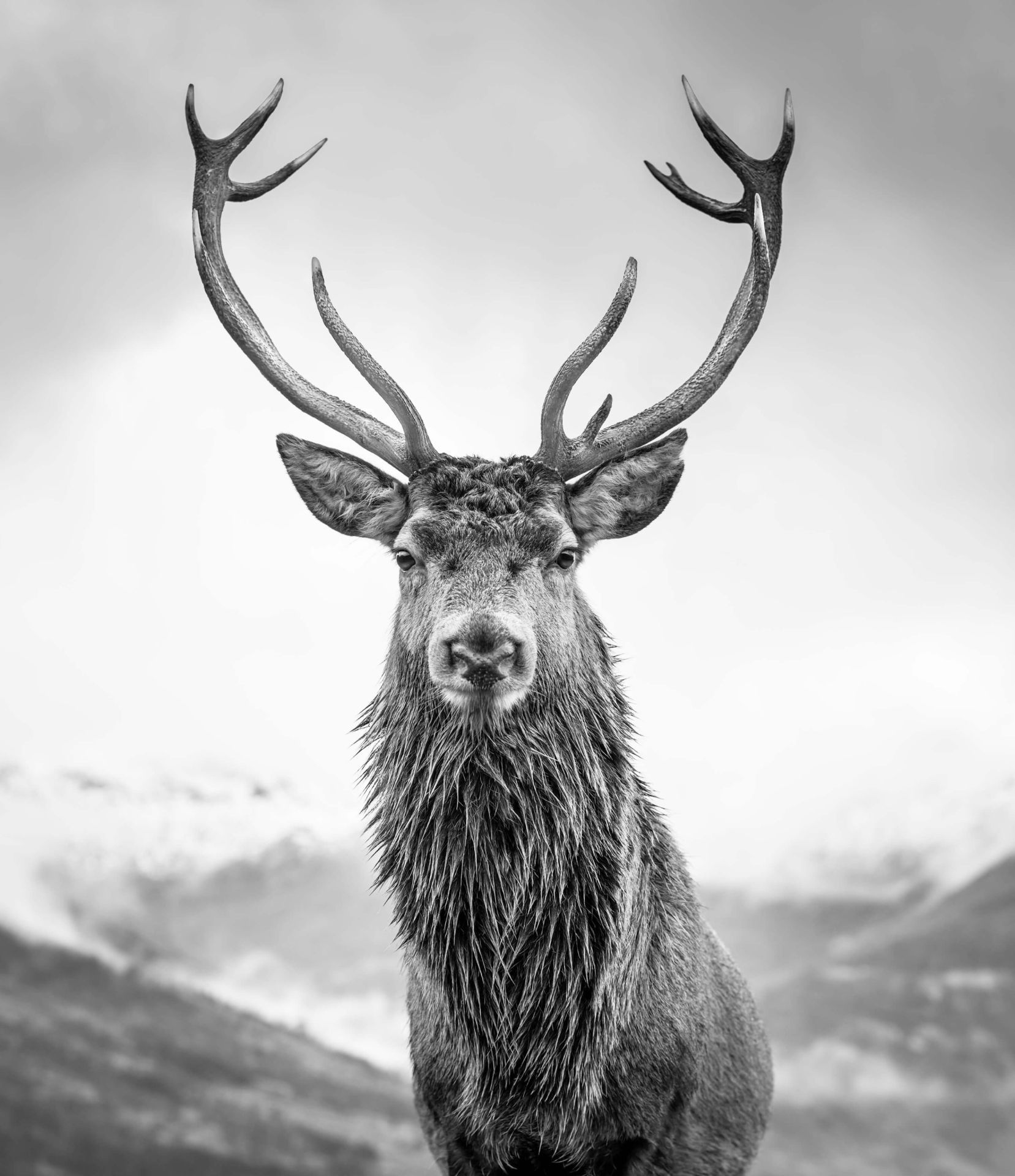 1657x1920 Big deer
