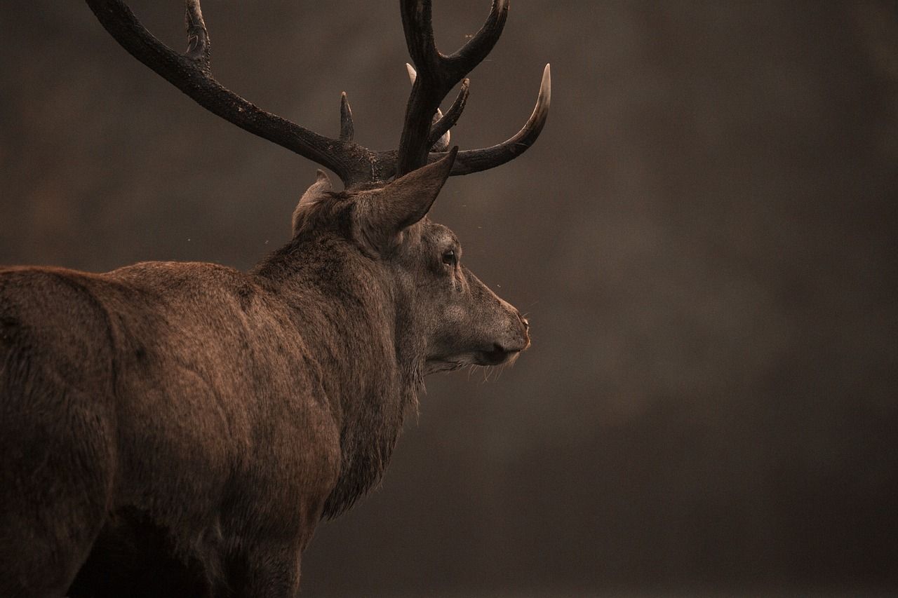 1280x853 Red Deer Stag Nature