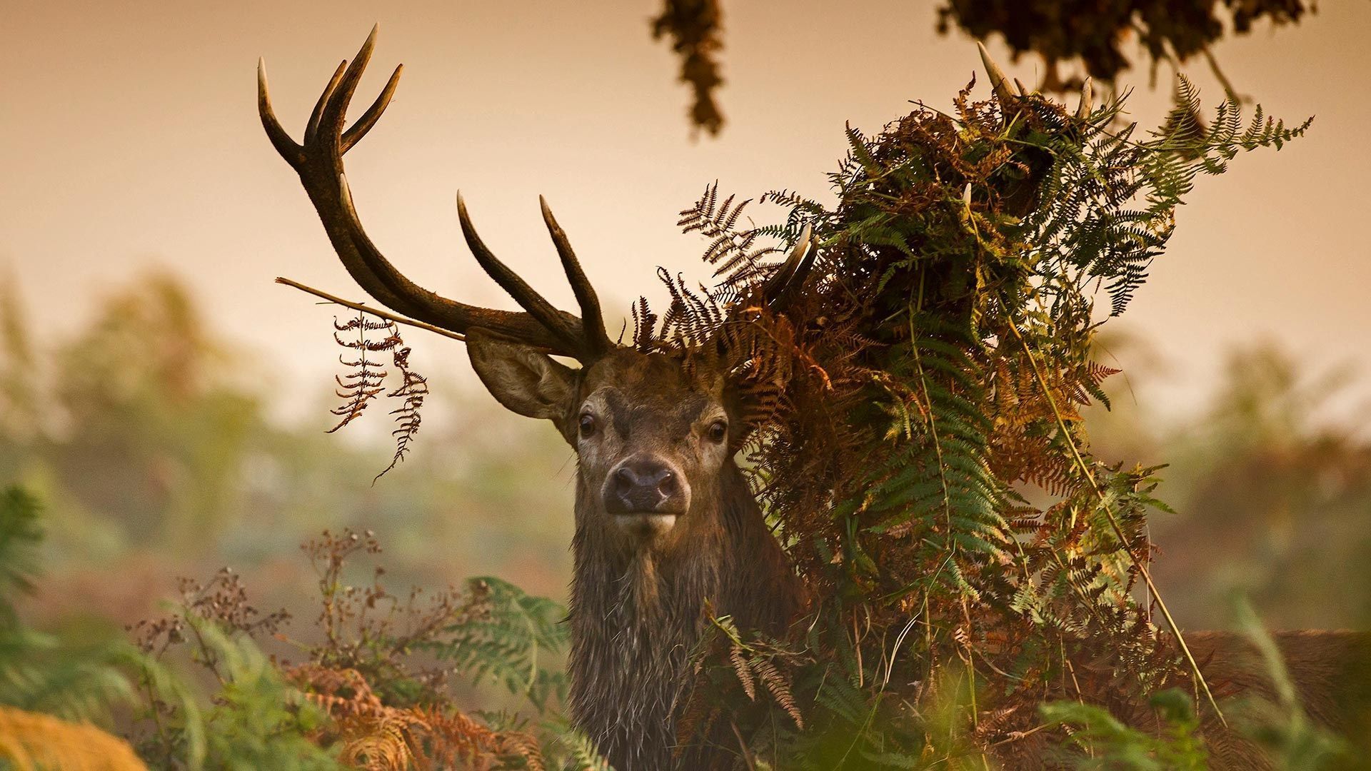 1920x1080 deer desktop background picture free. Red deer, White magic spells, Richmond park
