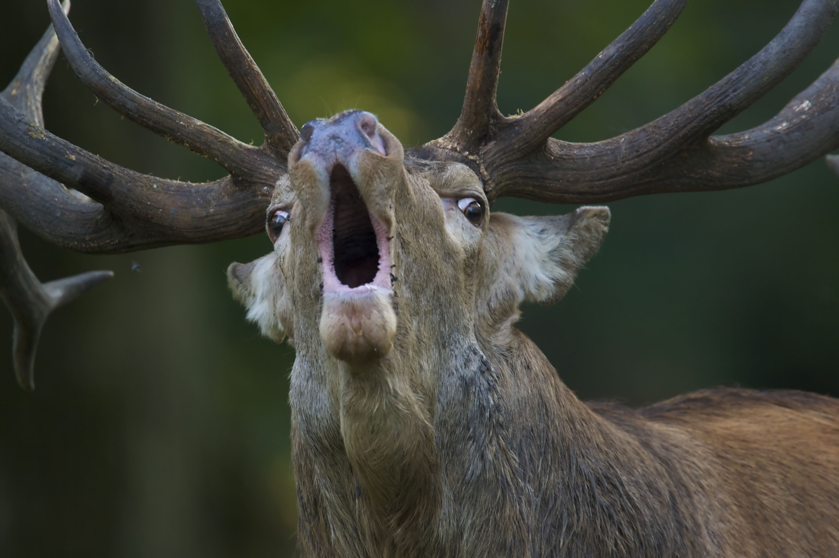 3504x2332 Animal Red Deer HD Wallpaper