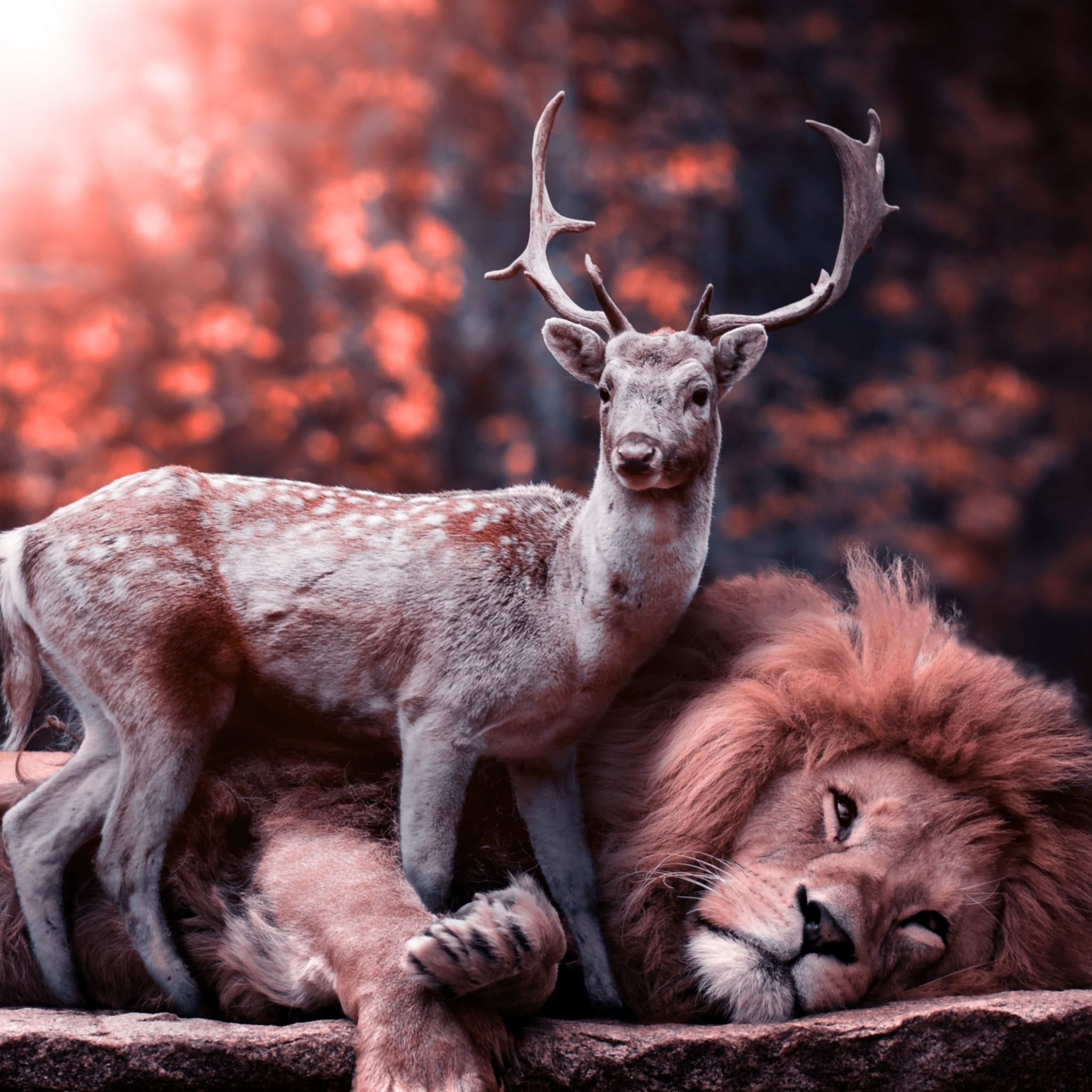 2048x2048 Lion Wallpaper 4K, Deer, Hirsch, Predator