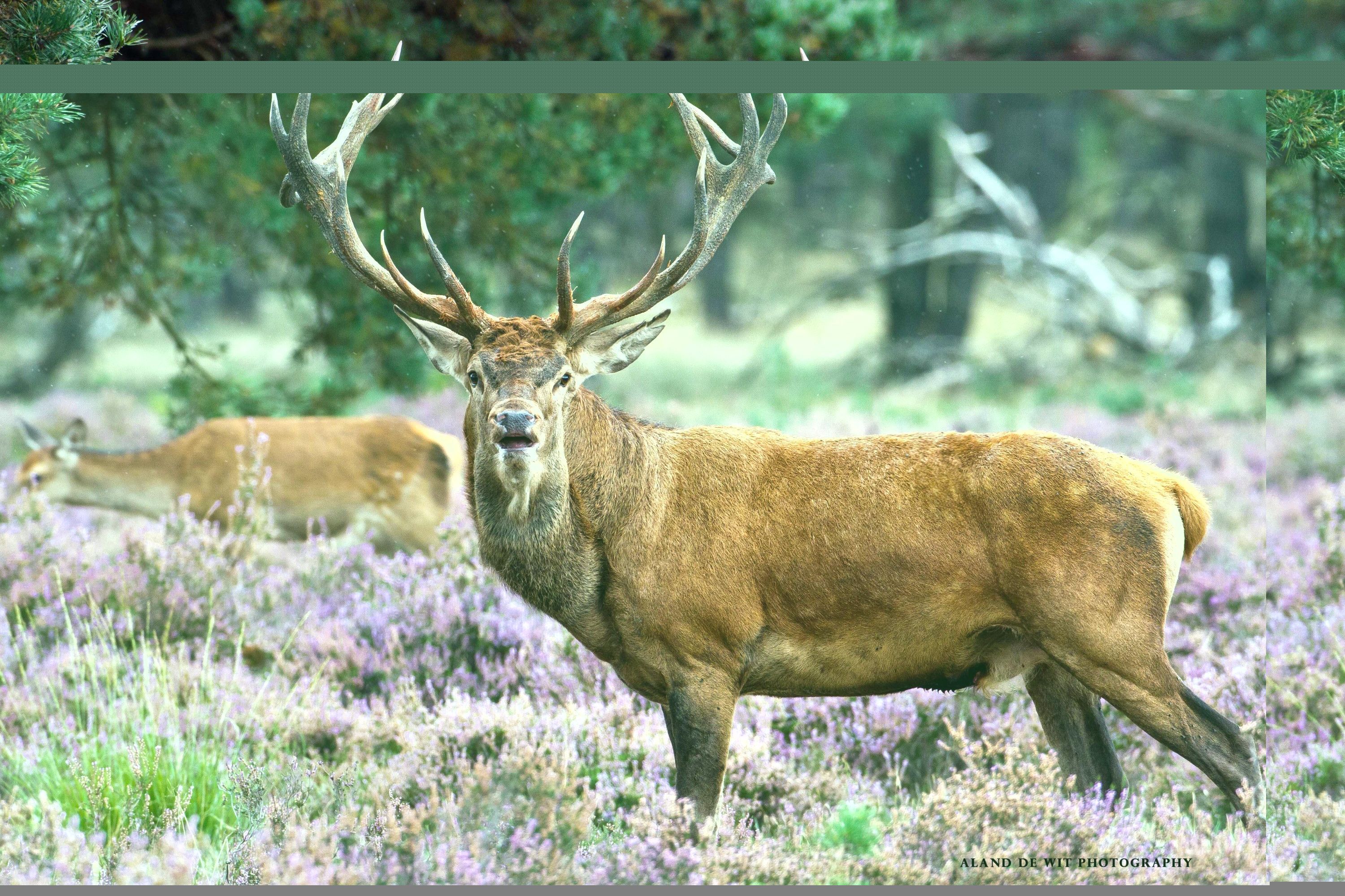 3000x2000 Deer Wallpaper