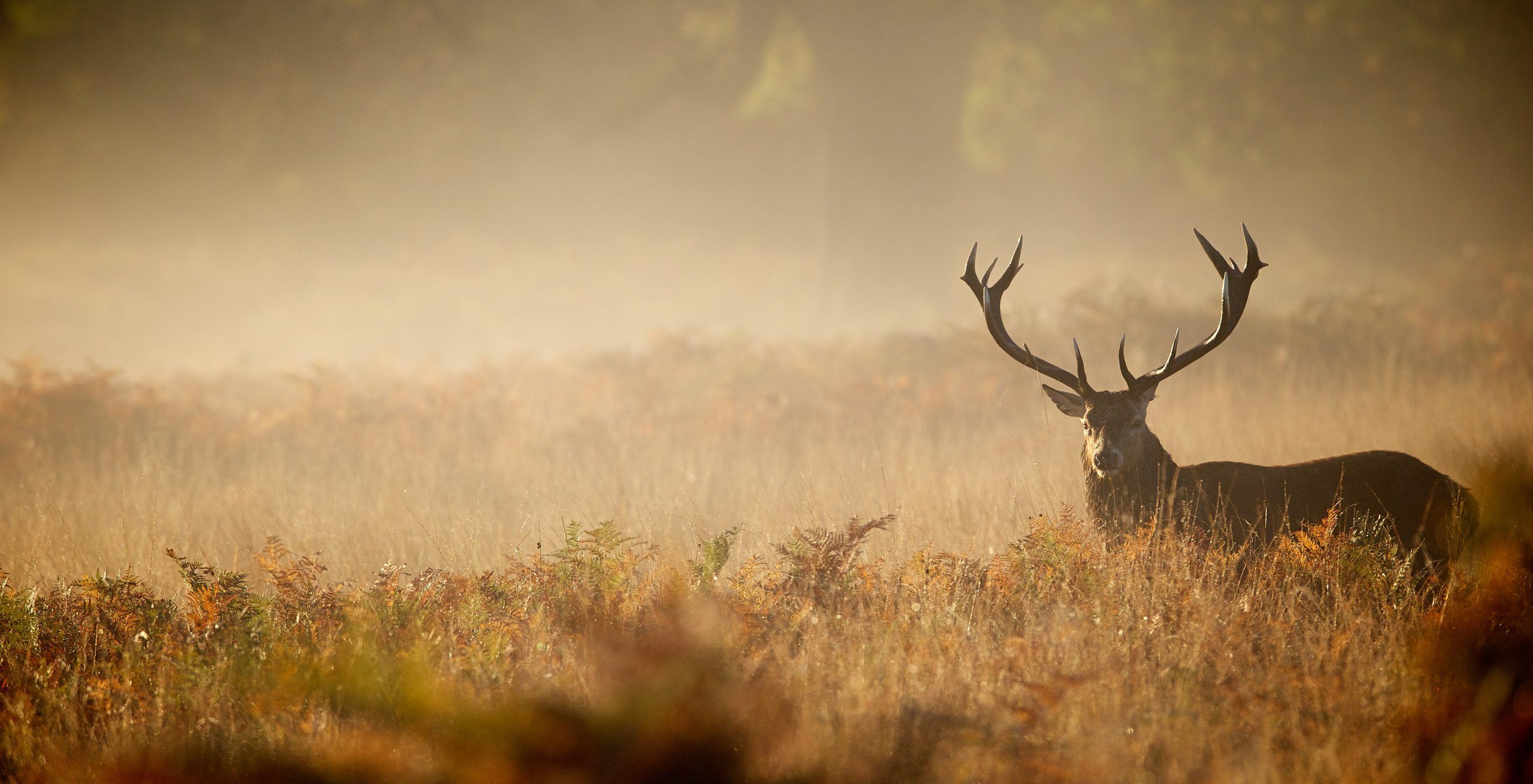 2560x1310 Red deer stag silhouette in the mist