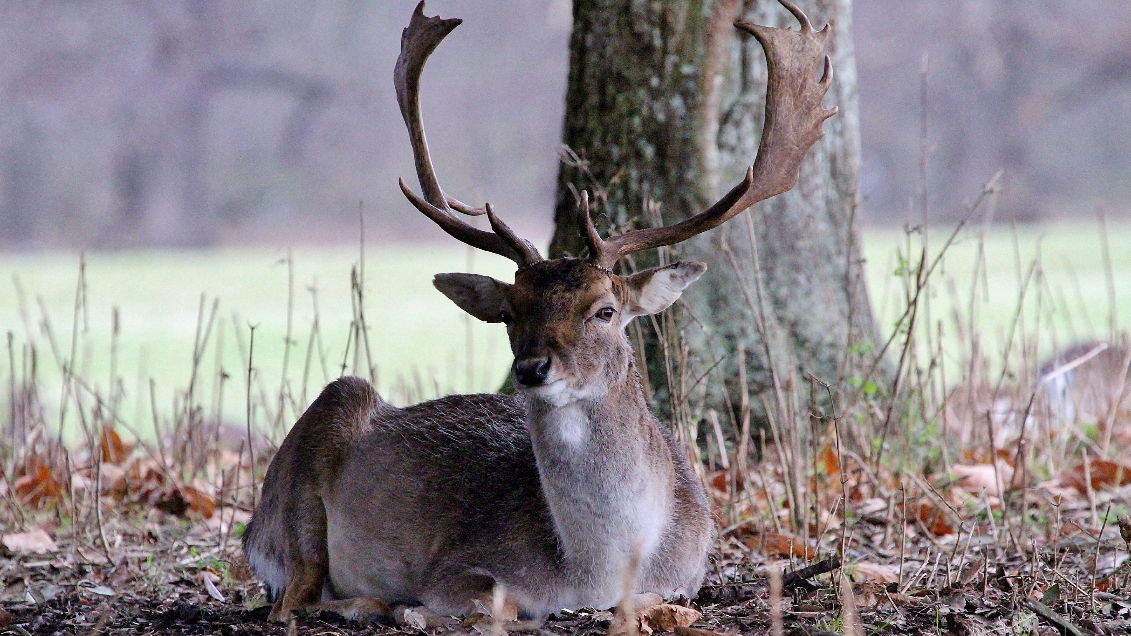 3840x2160 Red Deer 4K Ultra HD Wallpaper, HD Red Deer 3840x2160 Background, Free Image Download