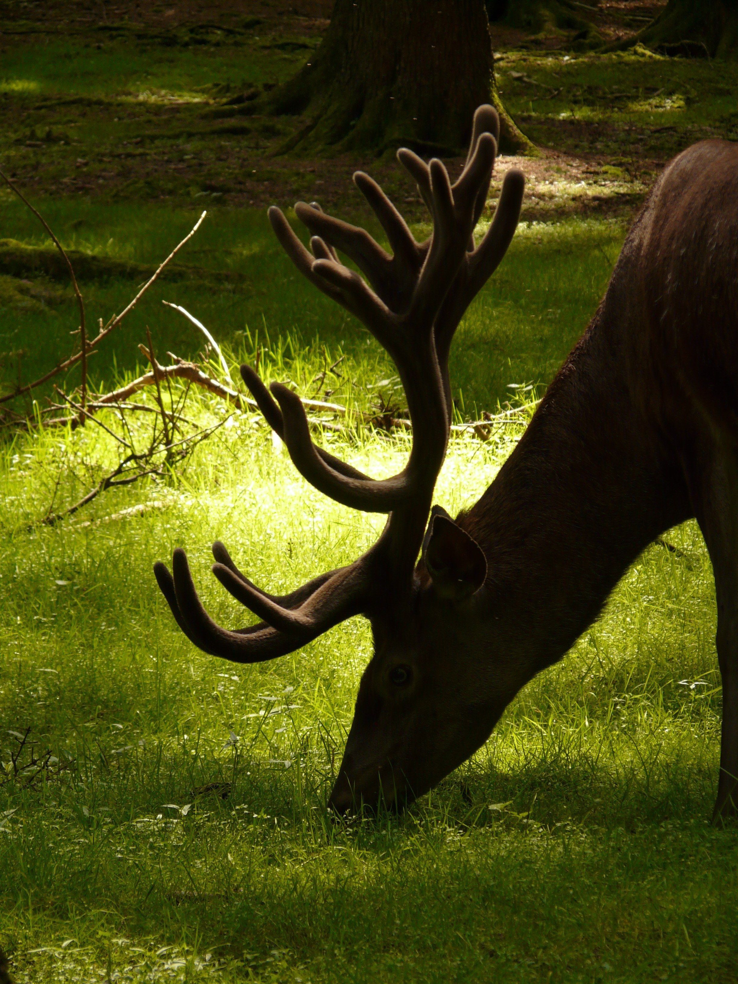 2448x3264 Wallpaper / hirsch red deer animal antler graze forest food 4k wallpaper free download