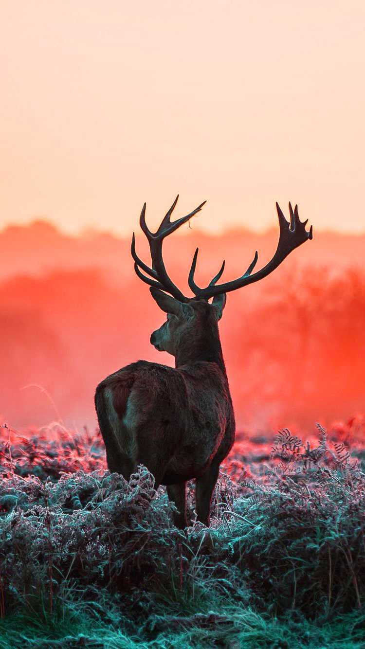 750x1334 Deer Wallpaper
