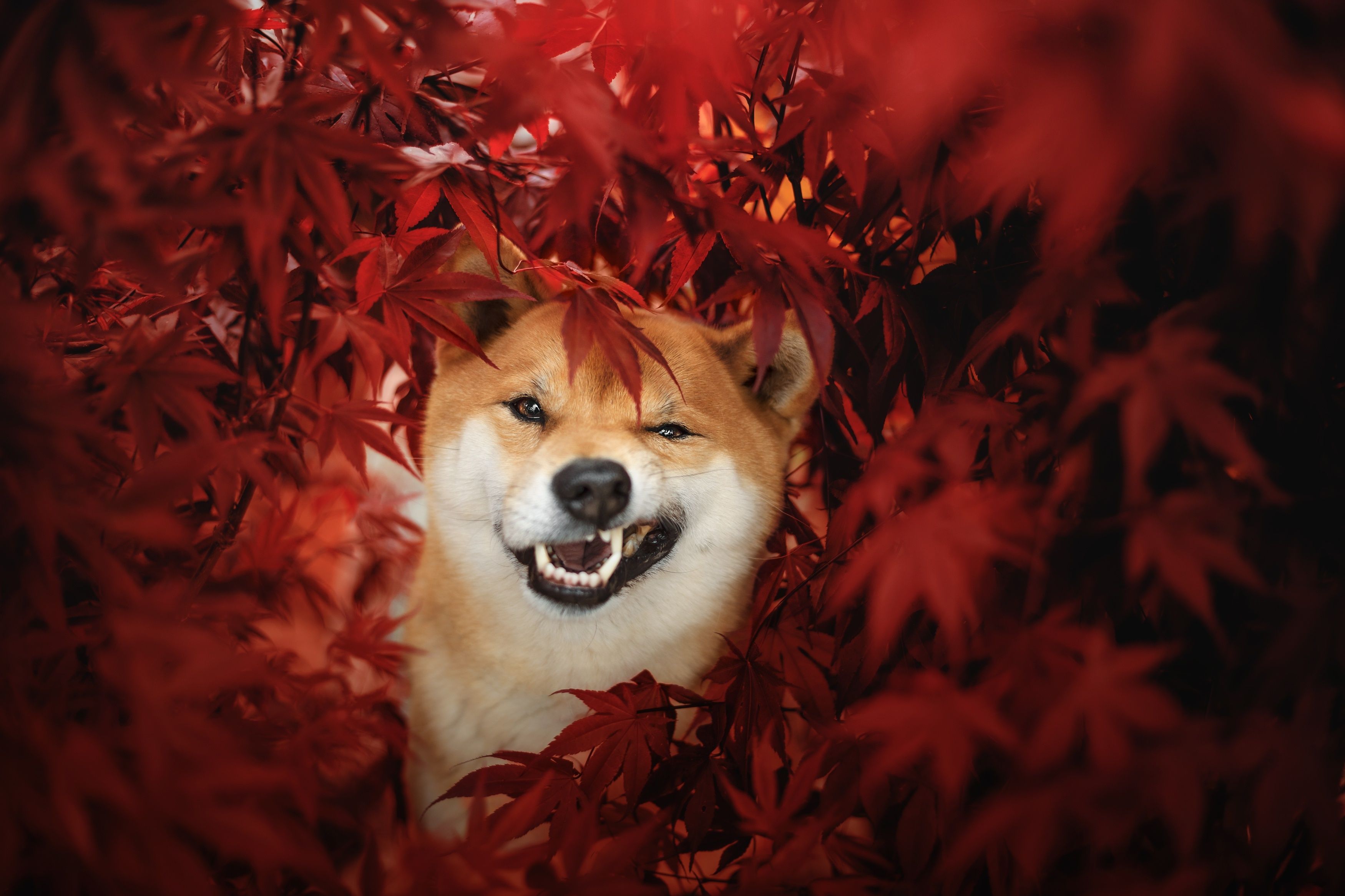 3500x2333 Shiba Inu HD Gallery HD Wallpaper
