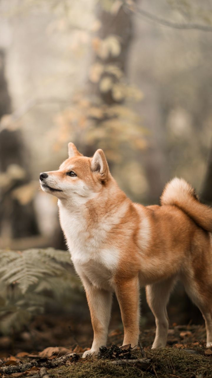 720x1280 Animals Wallpaper