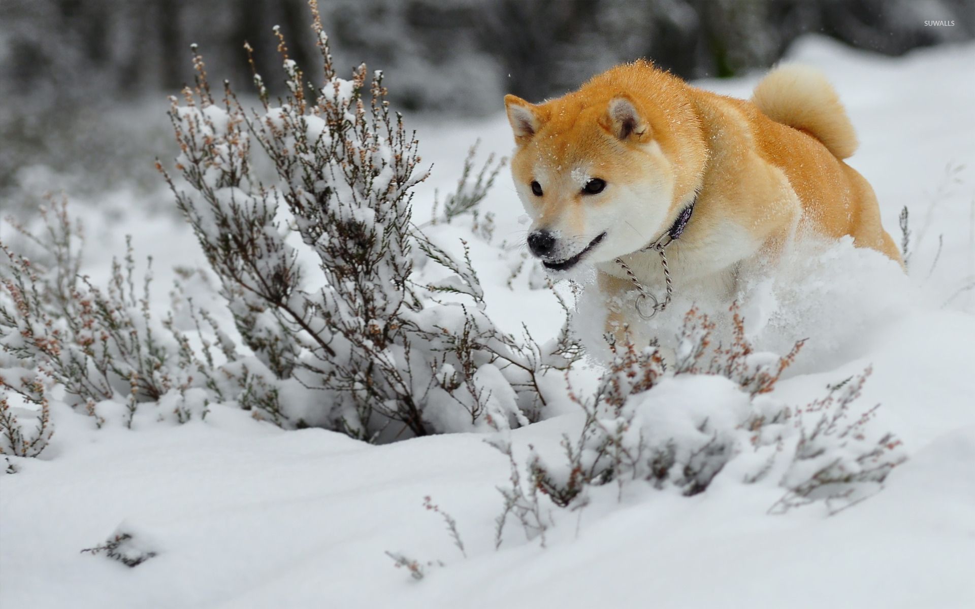1920x1200 Shiba Inu wallpaper wallpaper