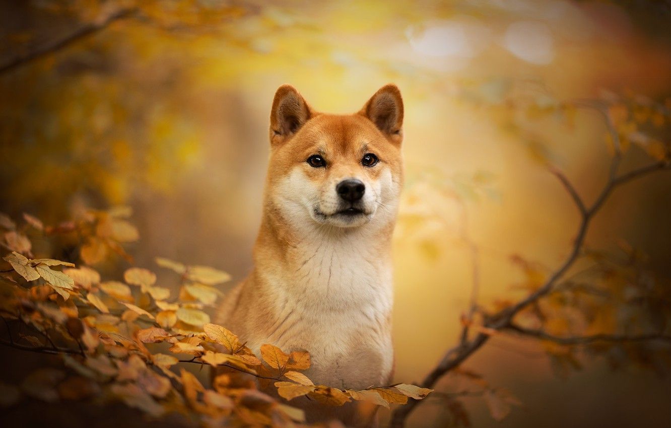 1332x850 Free download Wallpaper autumn look face branches dog bokeh Shiba inu [1332x850] for your Desktop, Mobile & Tablet. Explore Siba Wallpaper