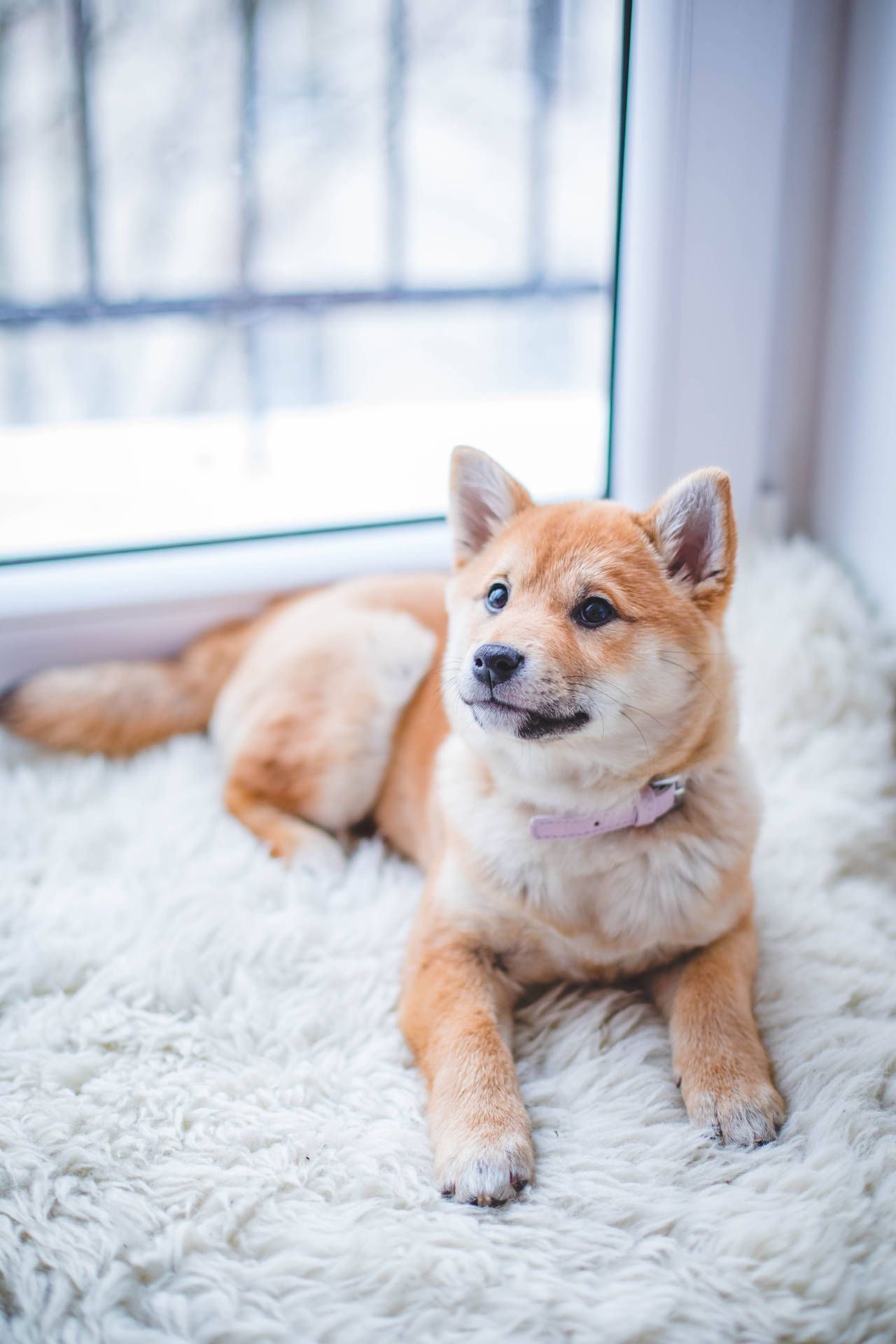 1280x1920 Download Cute Shiba Inu Dog Wallpaper