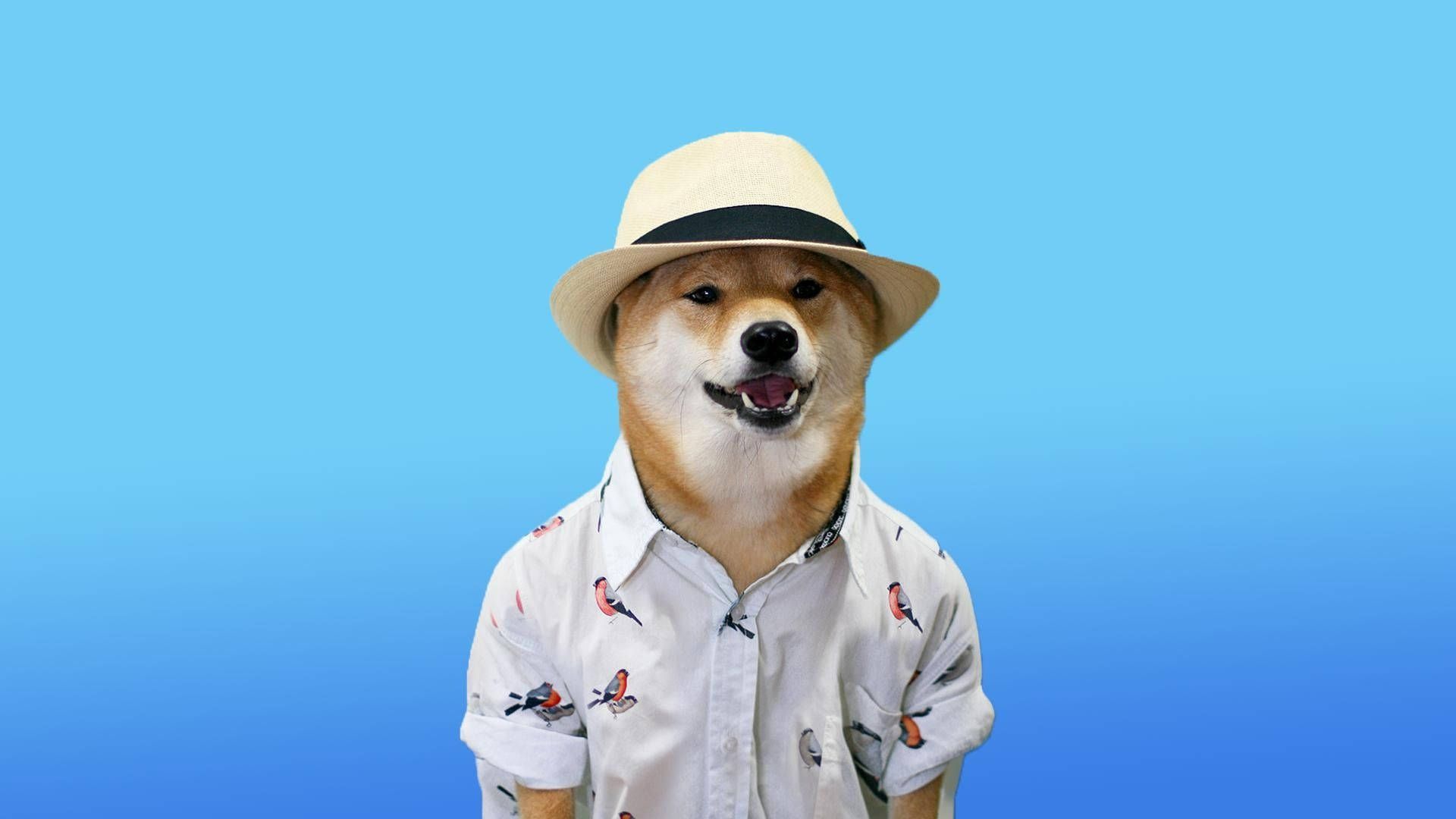 1920x1080 Download Doge in a dapper getup Wallpaper