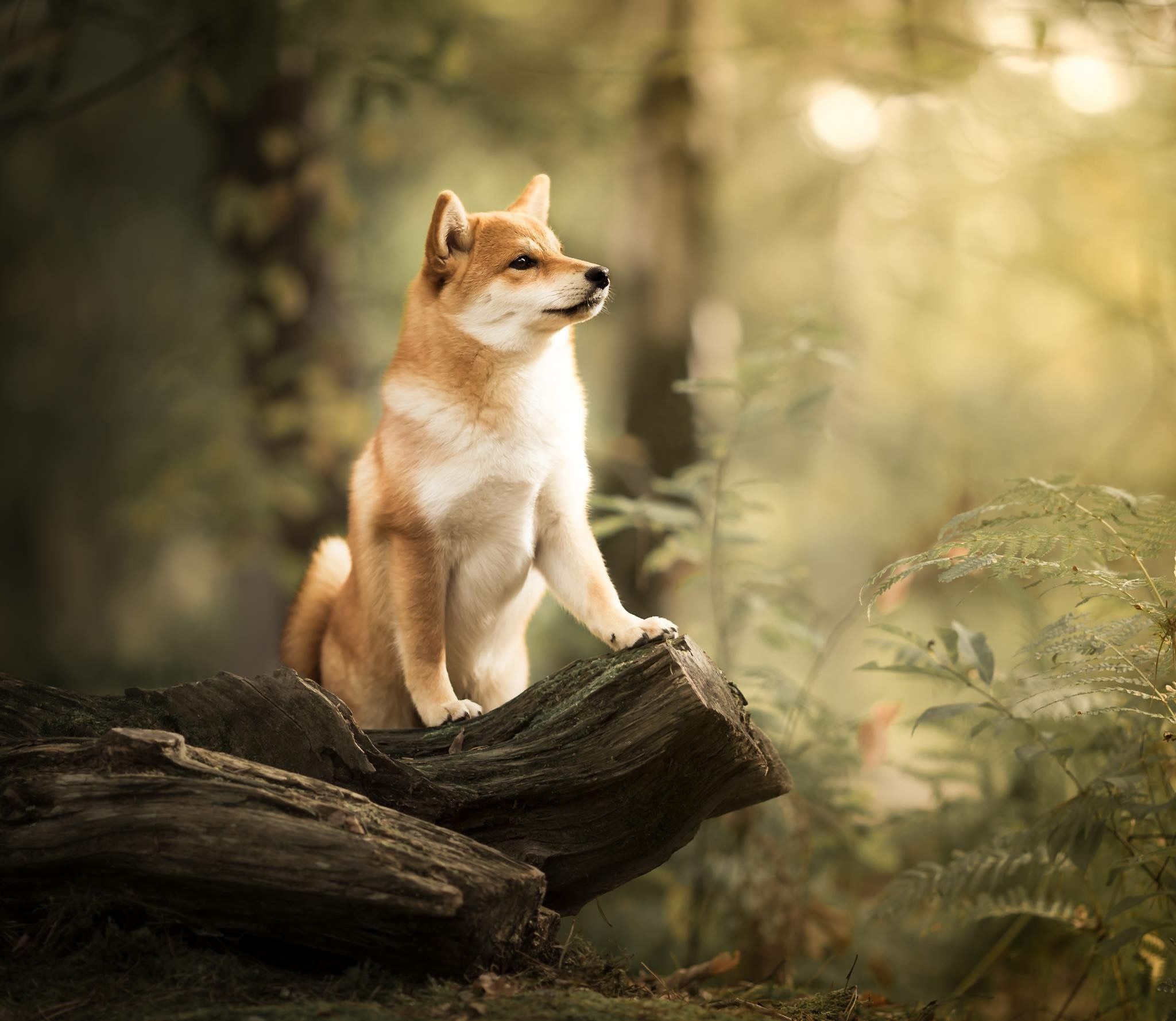 2048x1778 Animal Shiba Inu HD Wallpaper