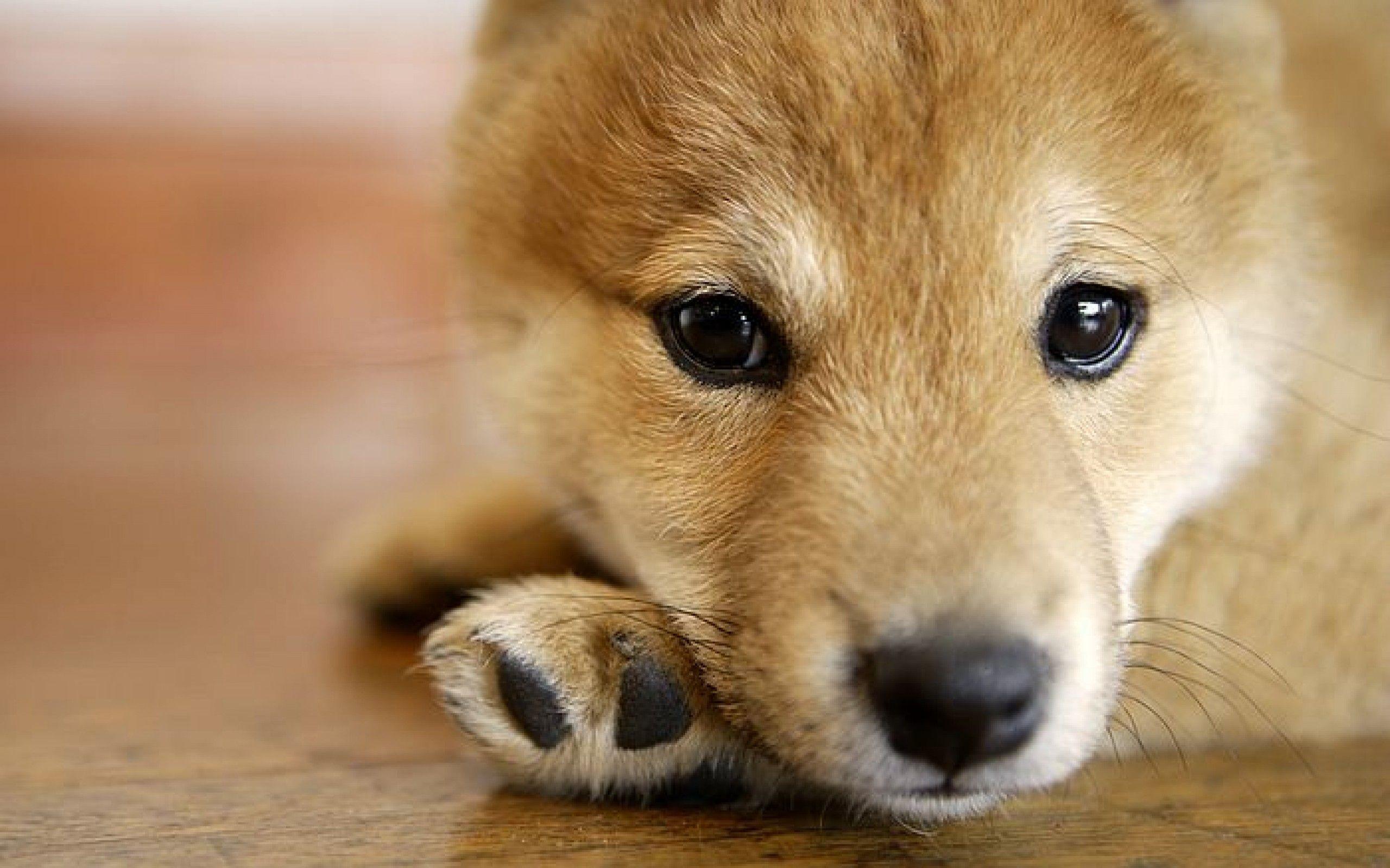 2560x1600 Shiba Inu Wallpaper