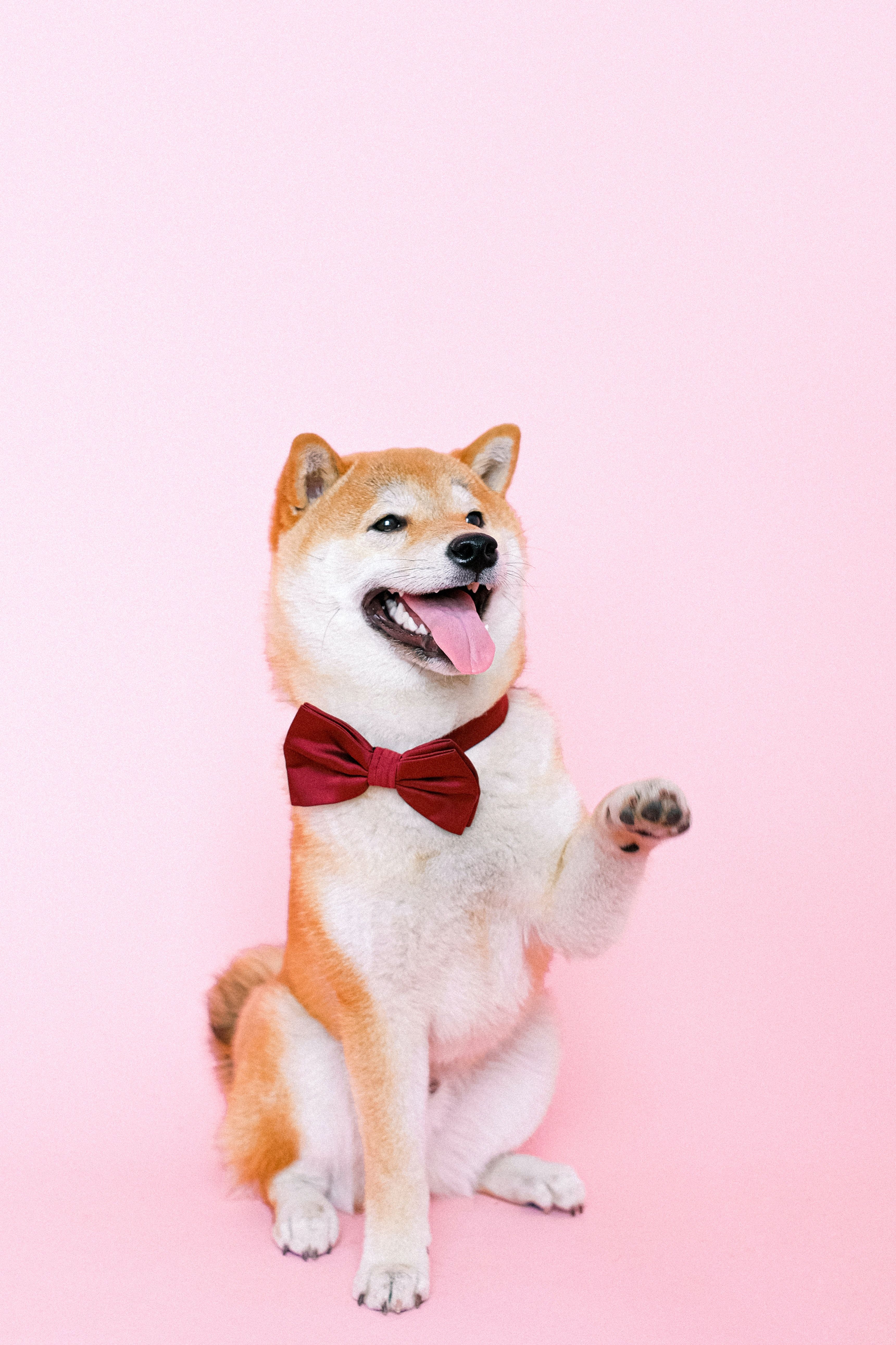 3441x5161 Shiba Inu Photo, Download The BEST Free Shiba Inu & HD Image