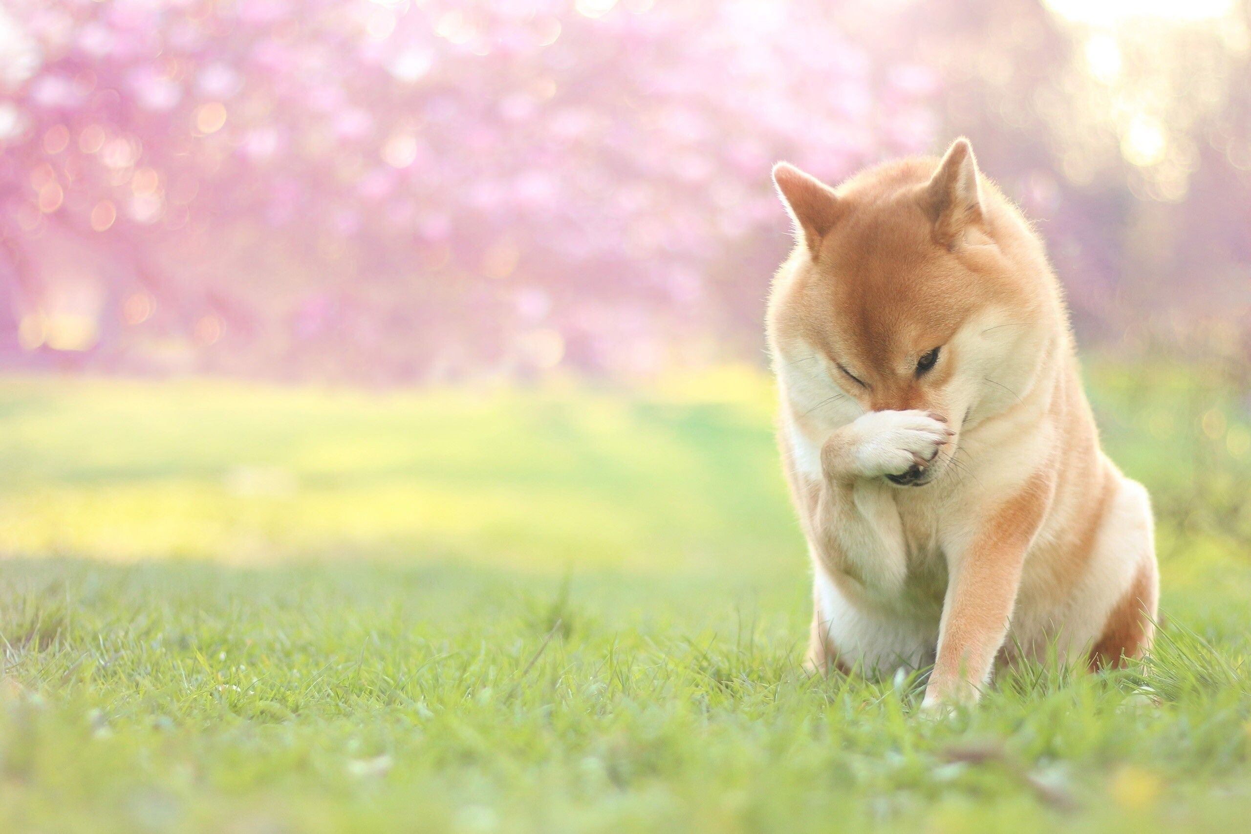 2560x1707 Shiba Inu Wallpaper (image inside)