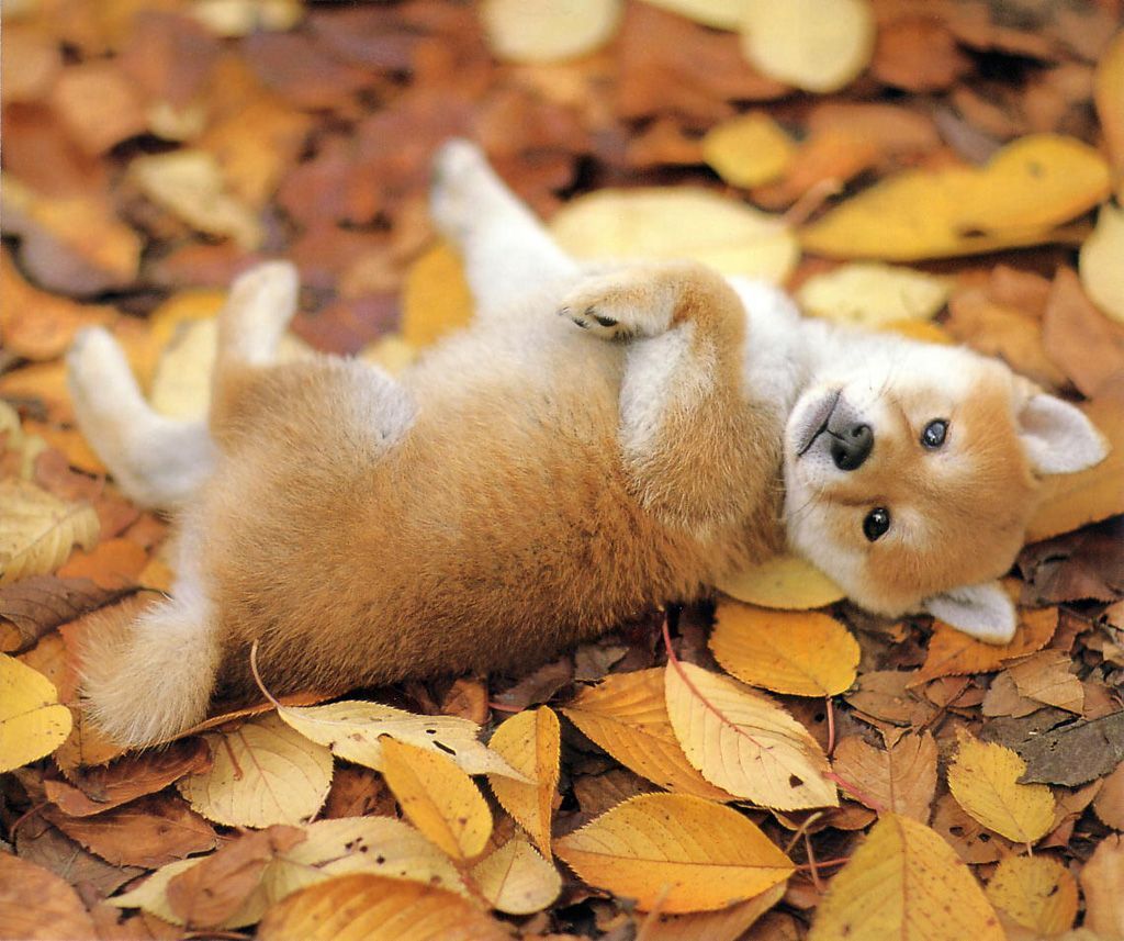 1024x857 Free download Little Shiba Inu Dog Wallpaper 14162 Wallpaper Screen [1024x857] for your Desktop, Mobile & Tablet. Explore Shiba Inu Wallpaper. Shiba Wallpaper, Kukaku Shiba Wallpaper