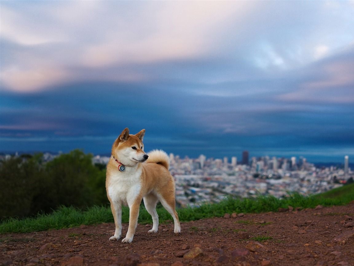 1152x864 Shiba Inu 2016 High Quality HD Wallpaper