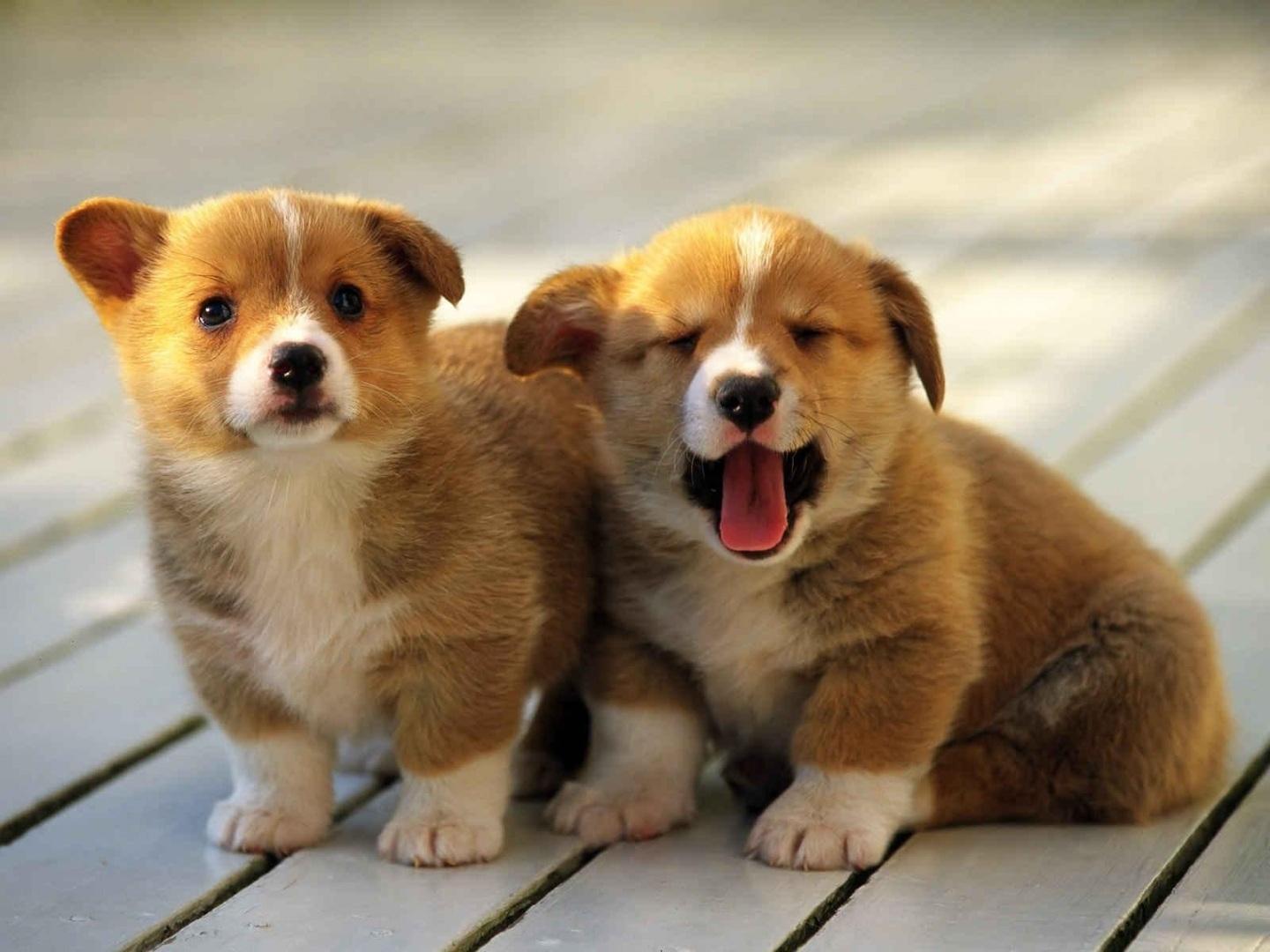 1440x1080 Funny Shiba Inu Dog Wallpaper Pc. 照片图像