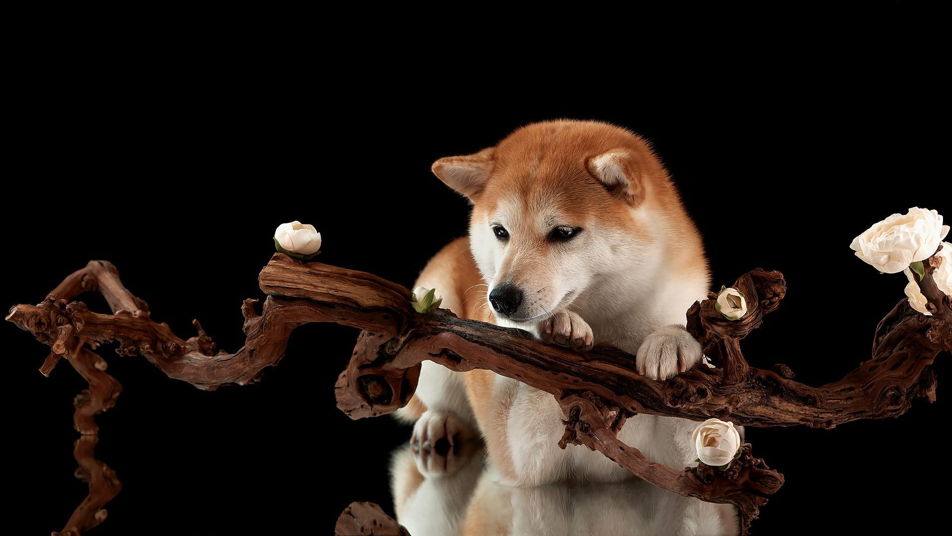 1920x1080 Animal Shiba Inu HD Wallpaper