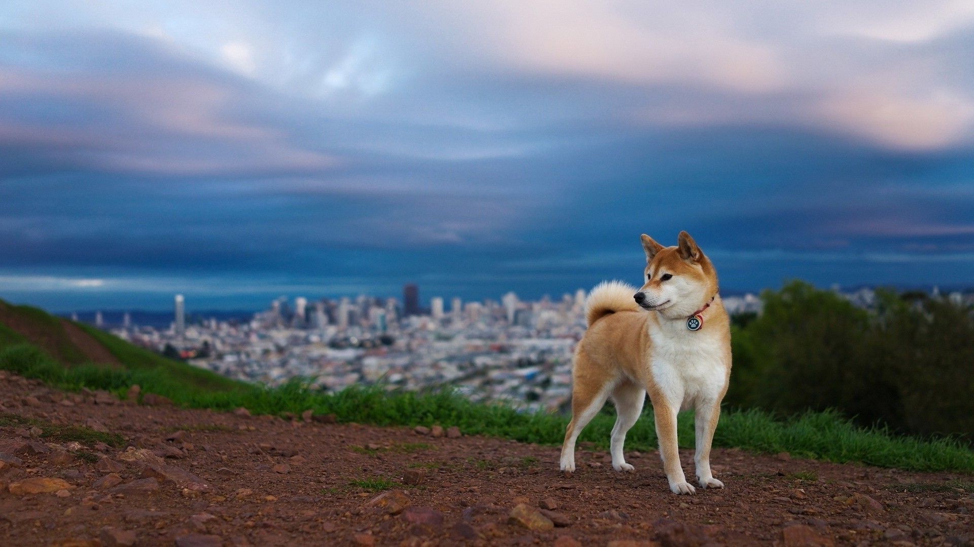 1920x1080 Shiba Inu Wallpaper