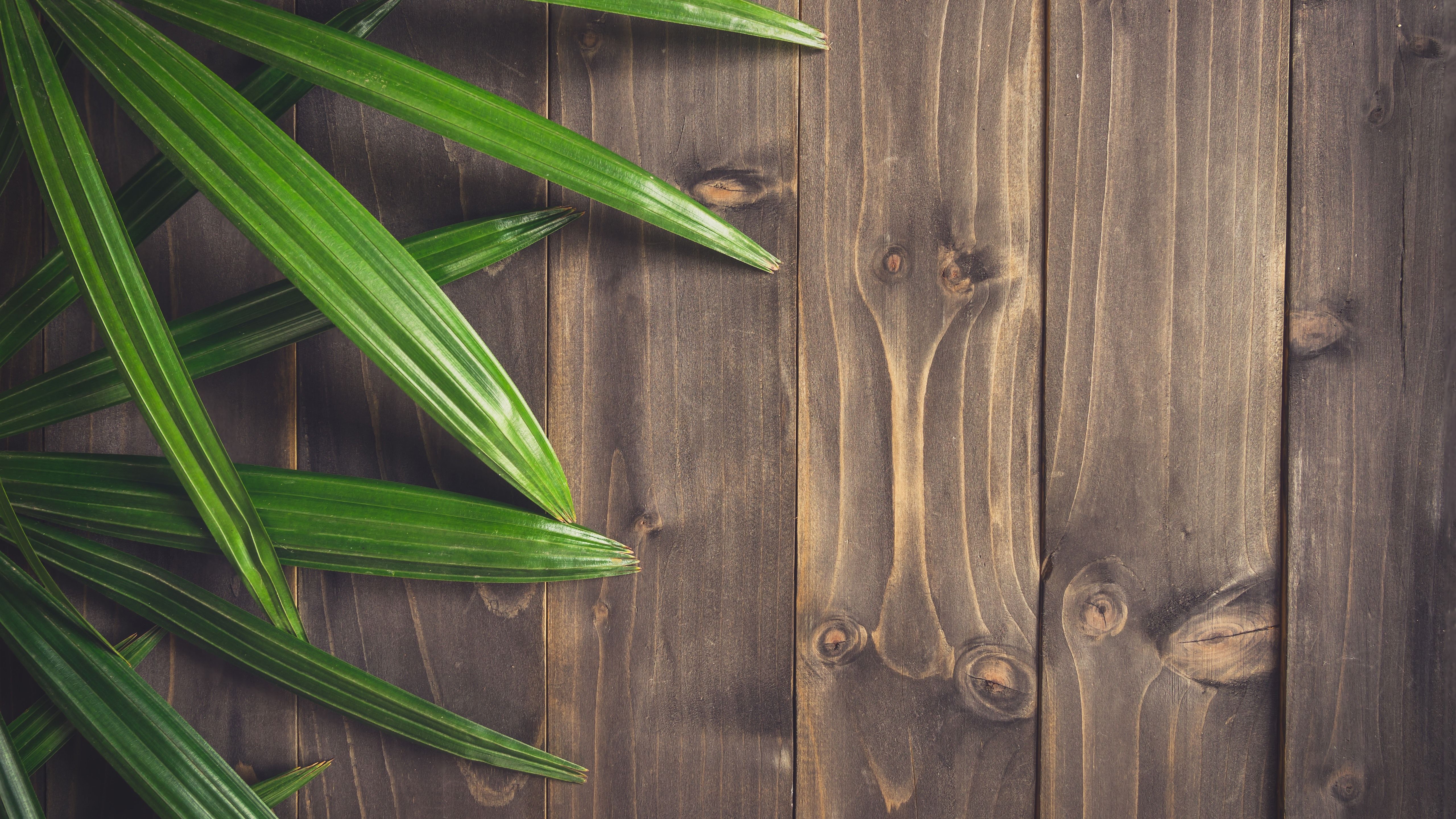 5120x2880 Wallpaper Green leaves, wood board 5120x2880 UHD 5K Picture, Image
