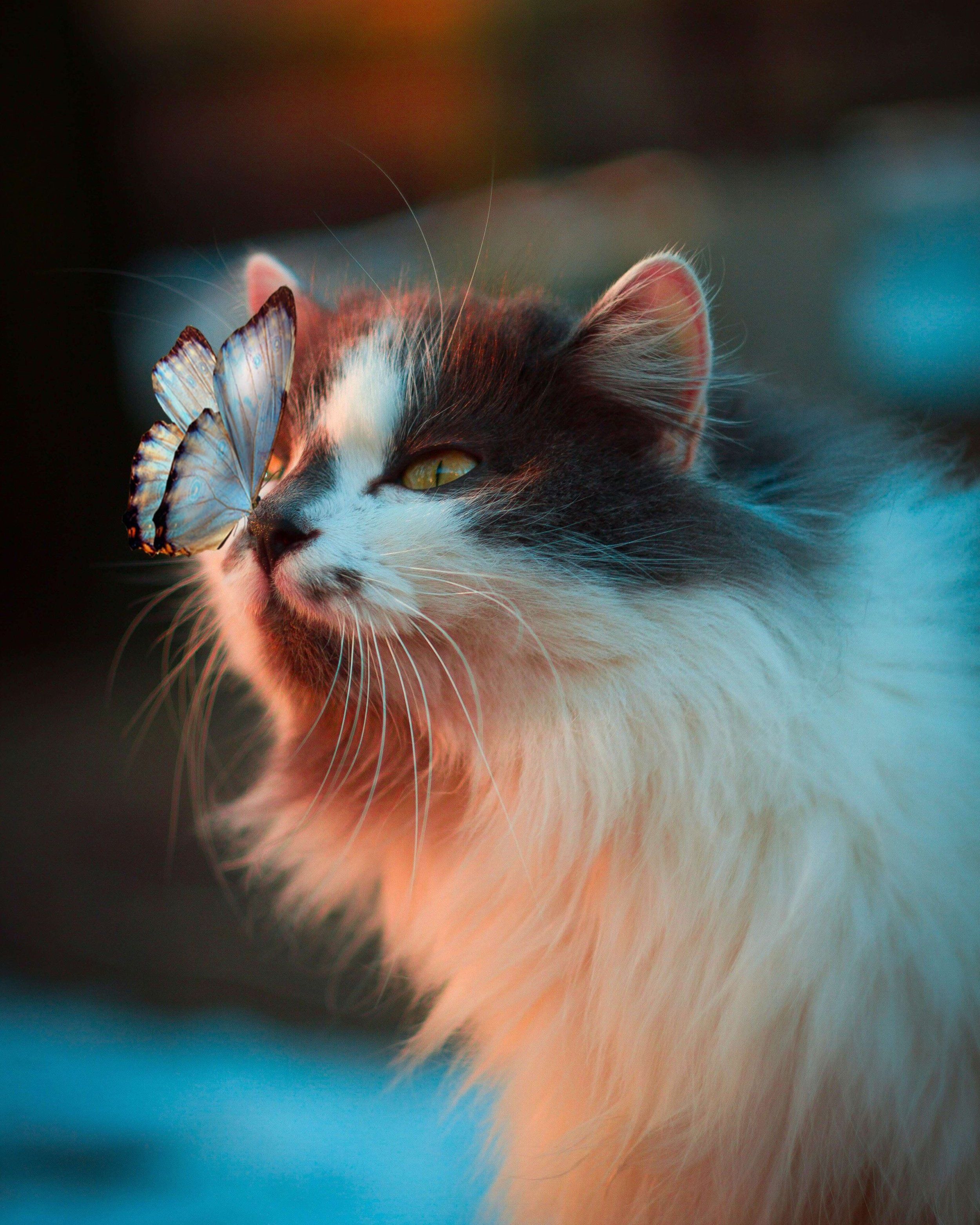 2500x3125 Sustainable Cat Toys and Products Purrfect for Your Feline Friend